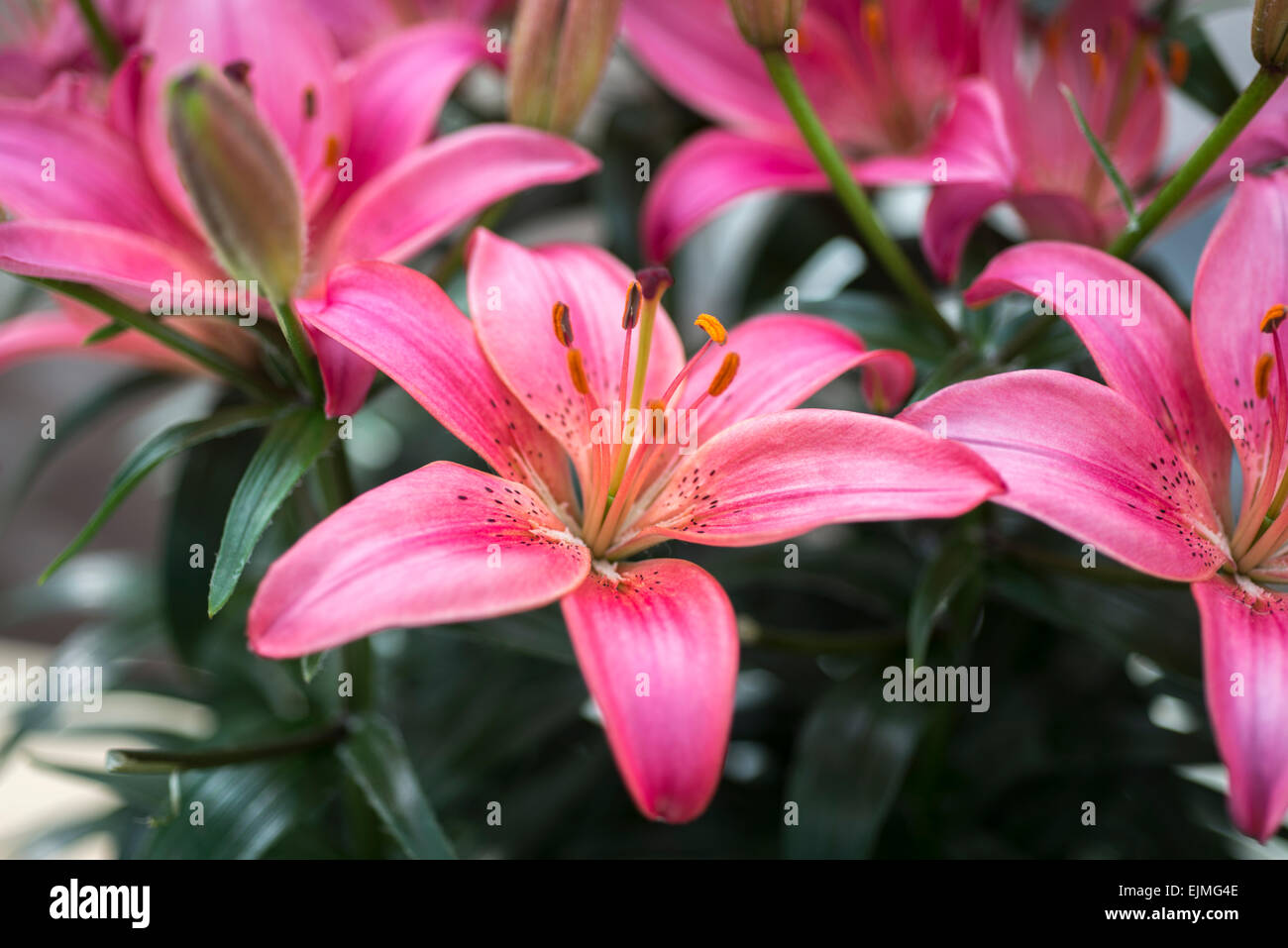 Lilium Island Joy, pink Asiatic hybrid lily Stock Photo Alamy