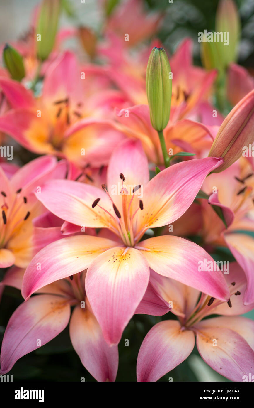 Lilium Jubilee Joy, pink Asiatic hybrid lily Stock Photo Alamy