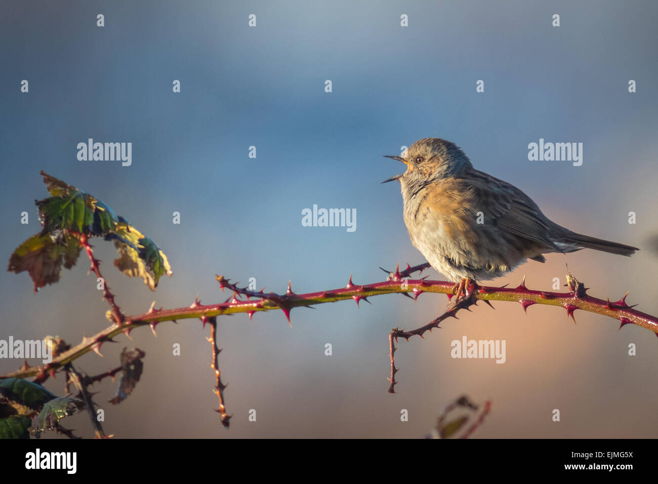 Dunnock perched on Rubus, singing a morning song. Stock Photo