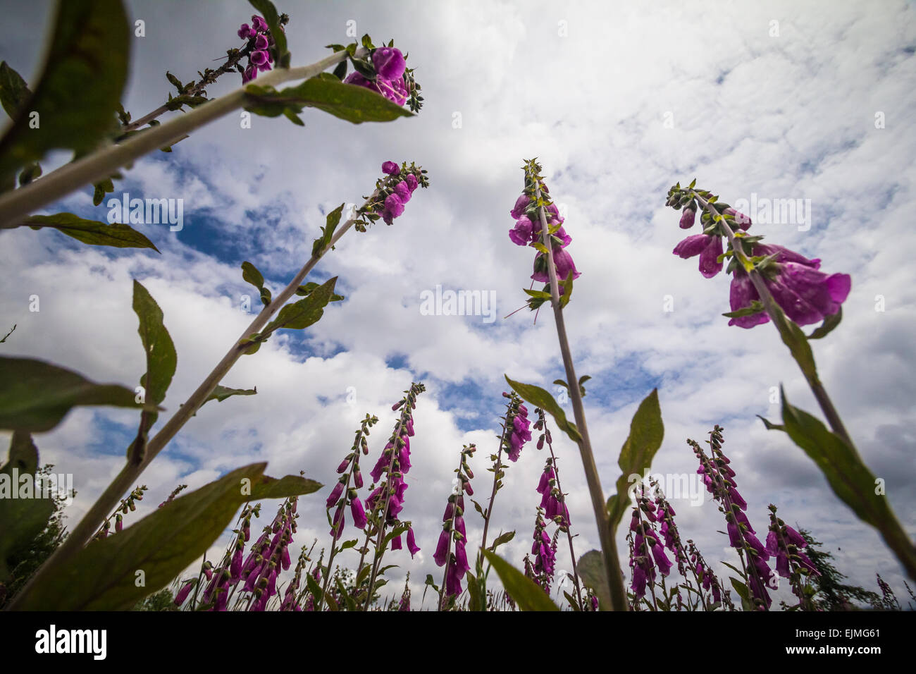 Relaxing and looking up in the air in a field of foxglove flowers. The sky is clouded and little bits of blue are visible. Stock Photo