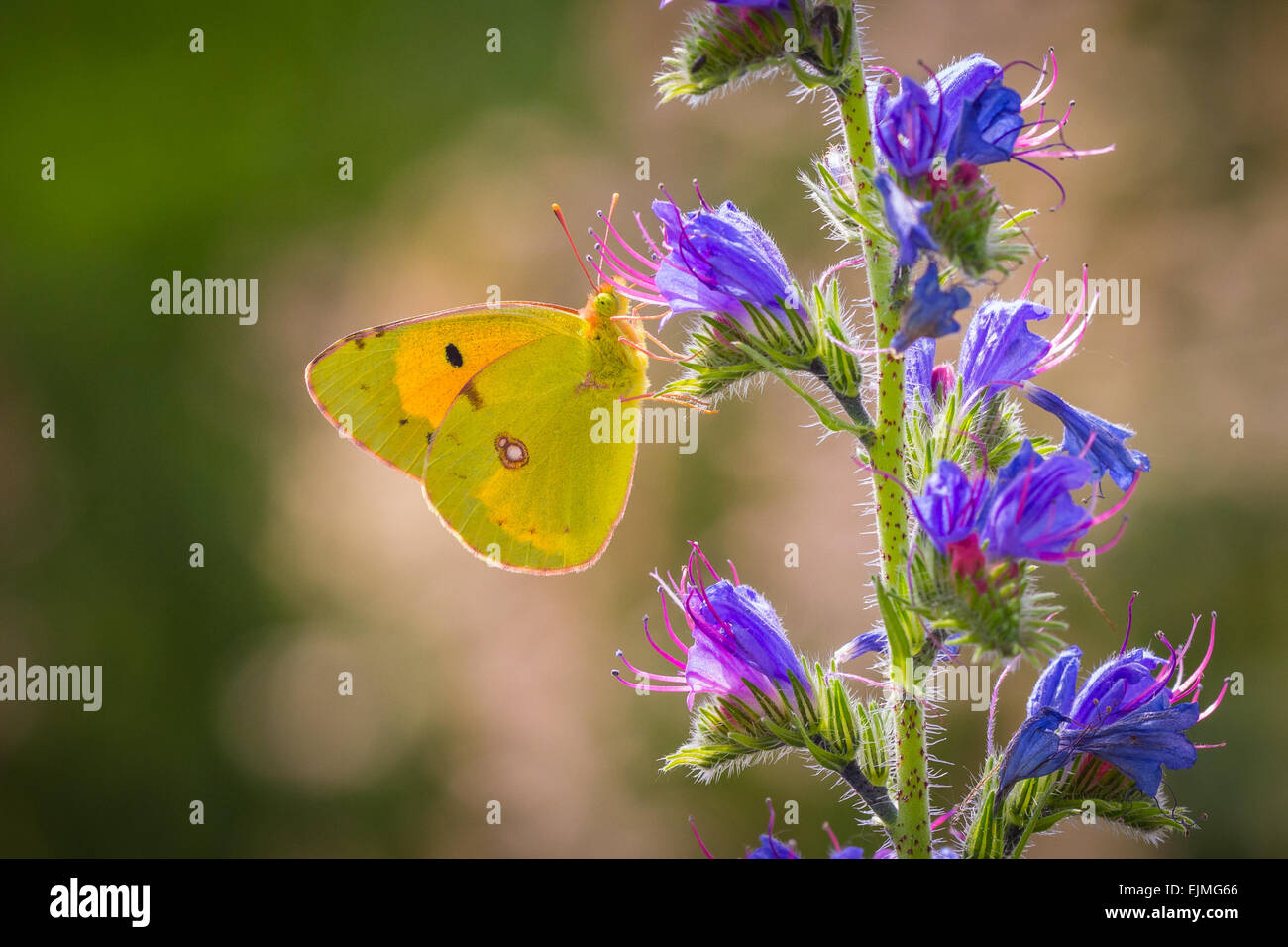 Common clouded yellow butterfly,Colias croceus, feeds nectar out of a purple flower. Stock Photo