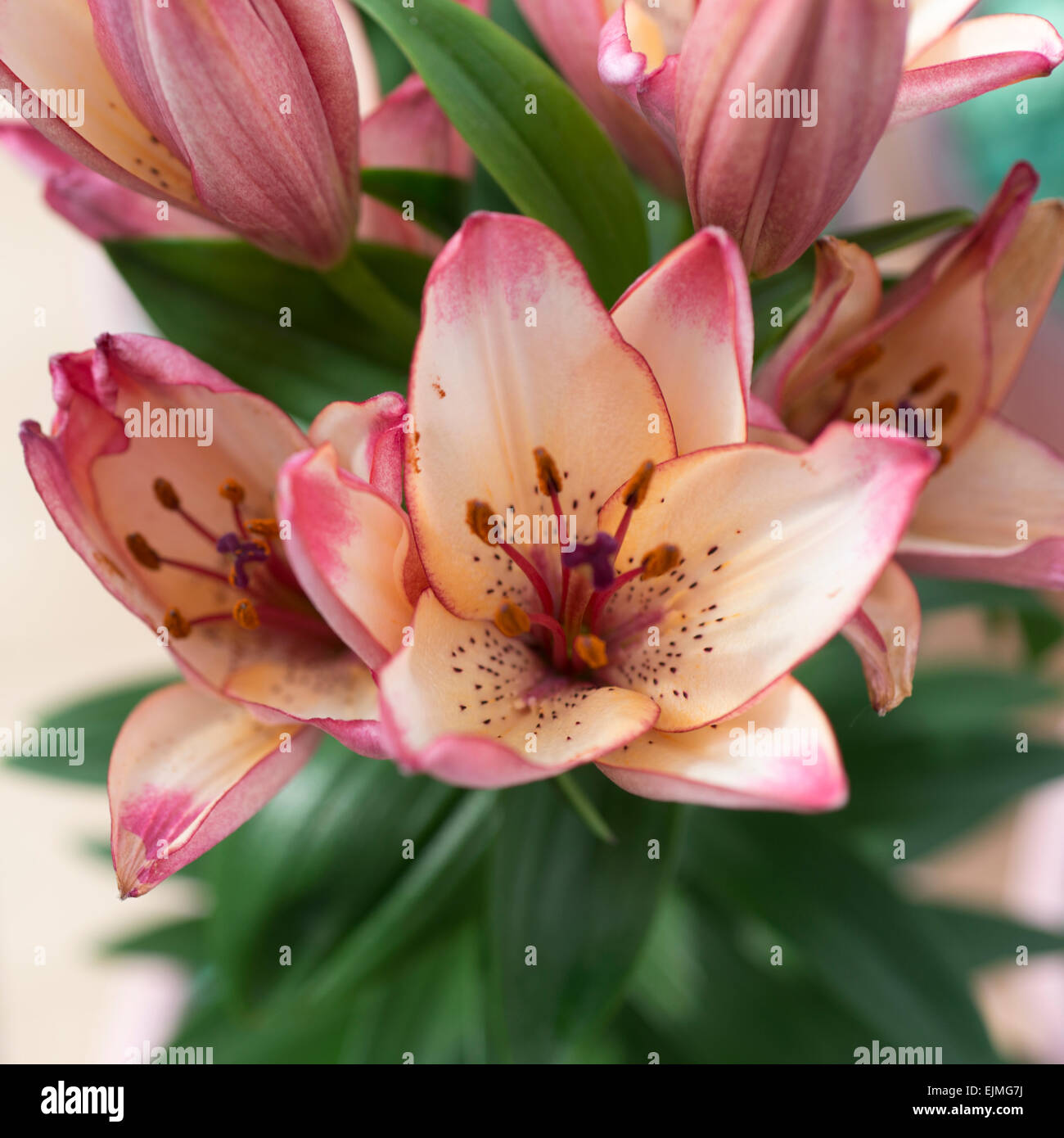 Lilium Confetti Joy, Asiatic lily flower Stock Photo Alamy