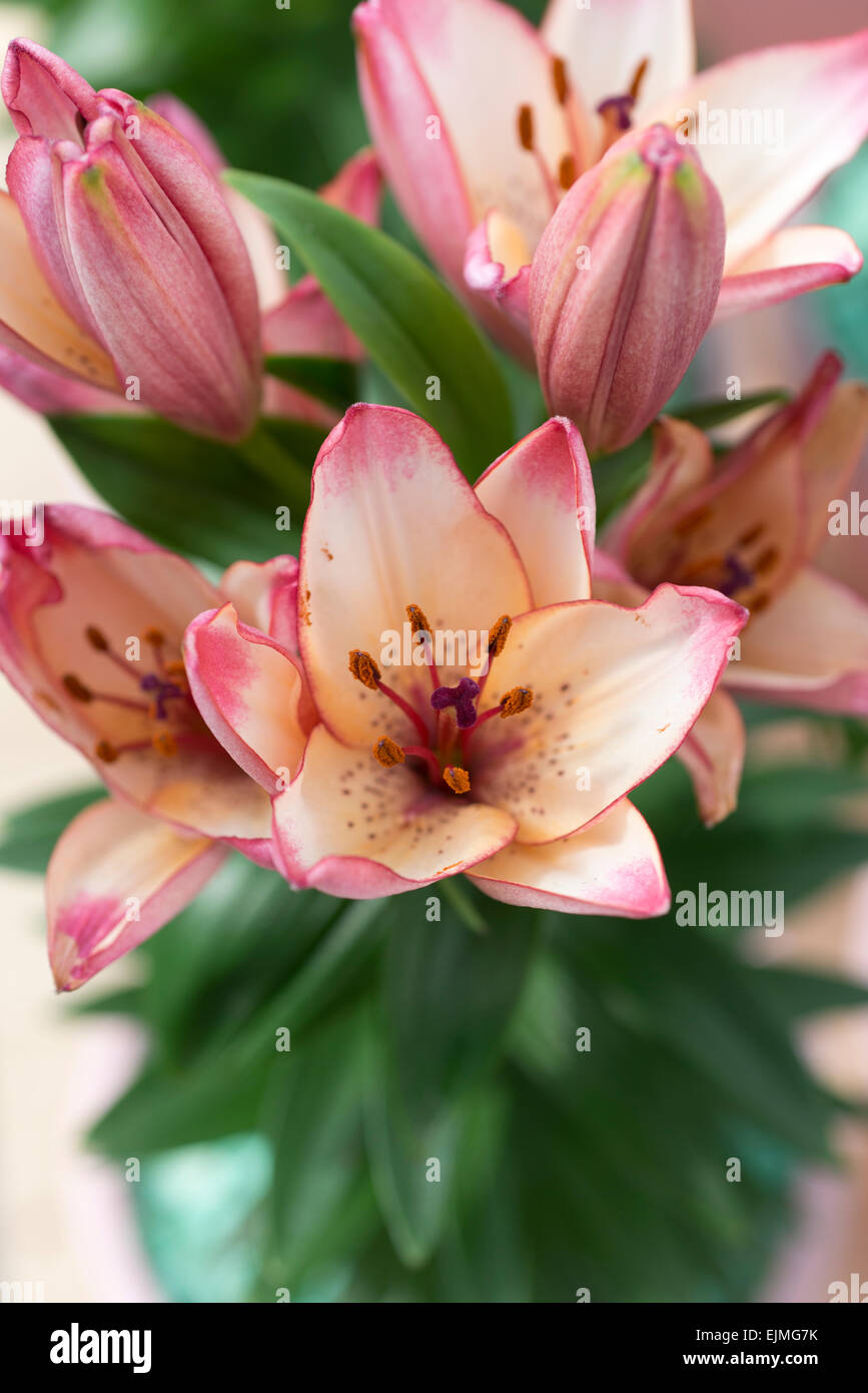 Lilium Confetti Joy, Asiatic lily flower Stock Photo Alamy