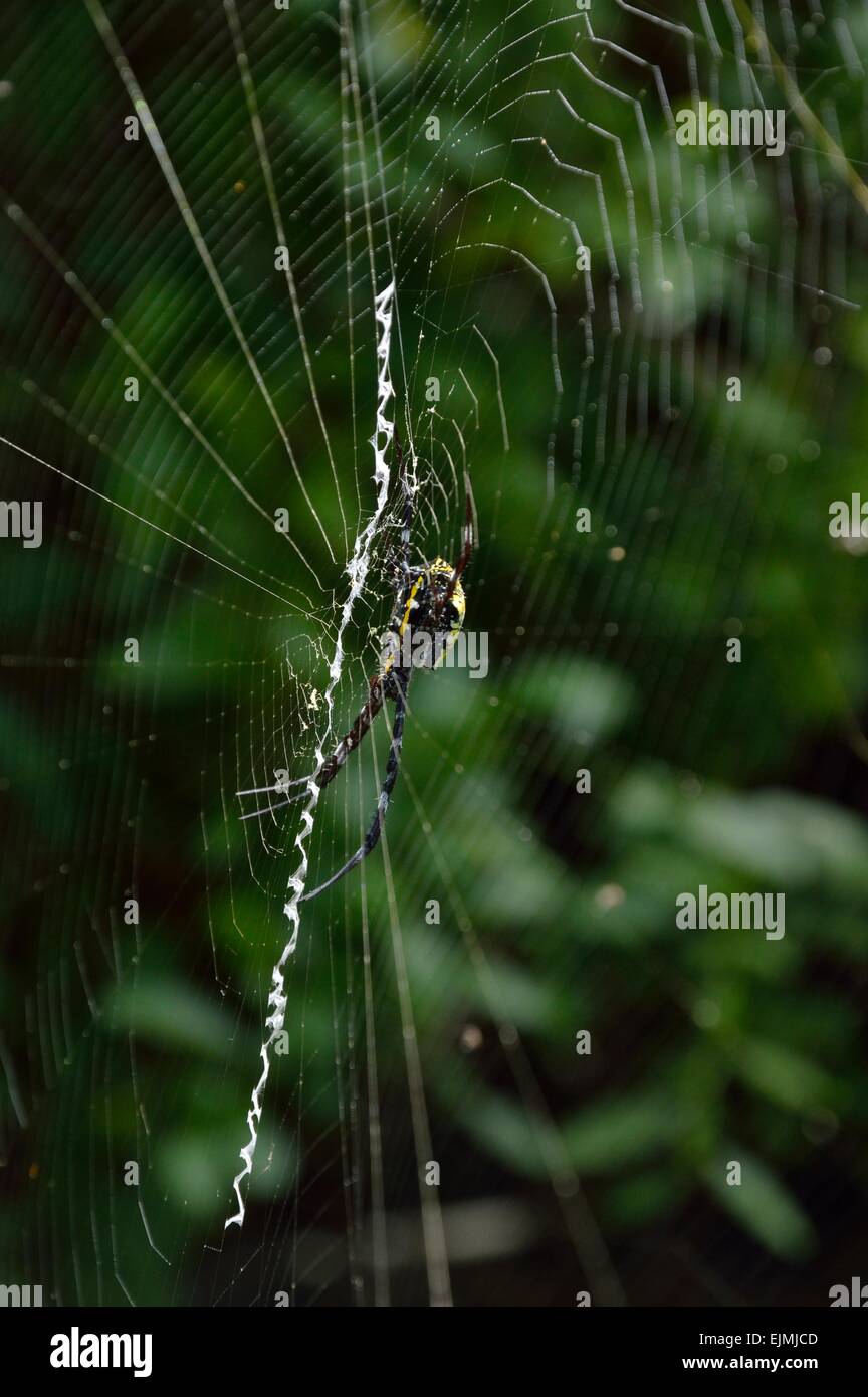 Spider makes home within the Limahuli gardens, Kauai Hawaii Stock Photo Alamy