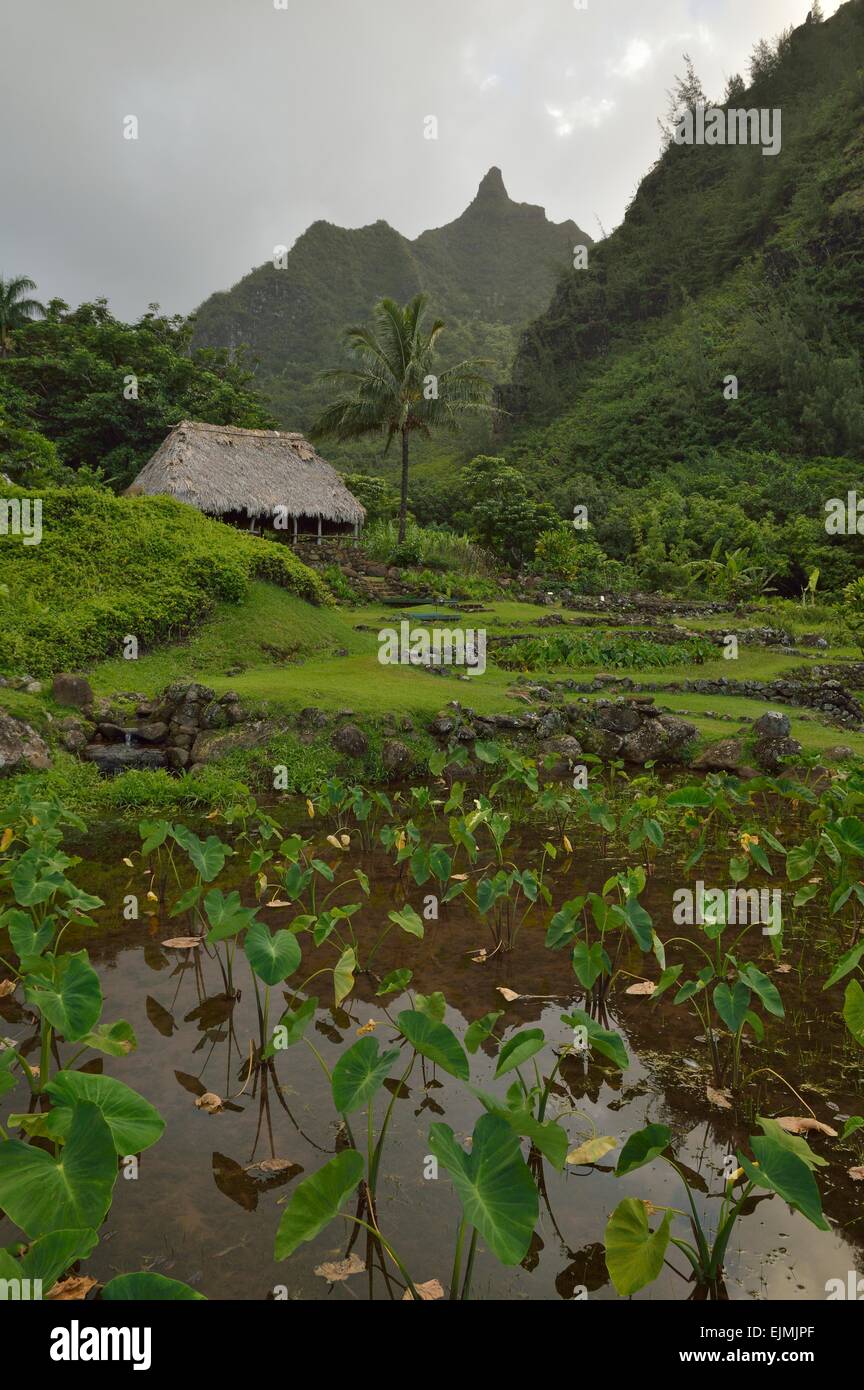 Lush tropical landscape in the Limahuli garden and preserve, Kauai ...