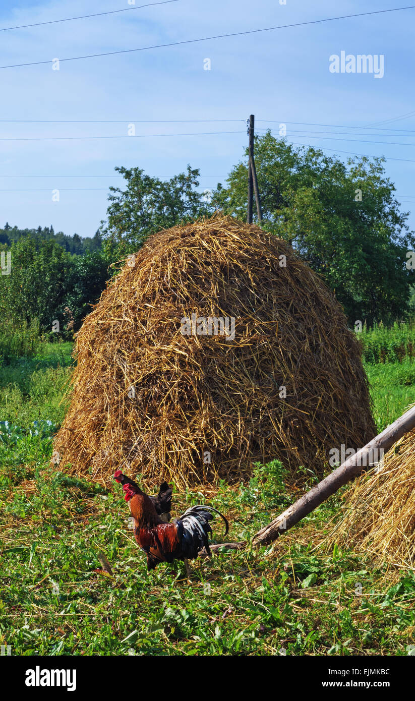 Haystack Stock Photo Haystacks in village Stock Photo - Alamy