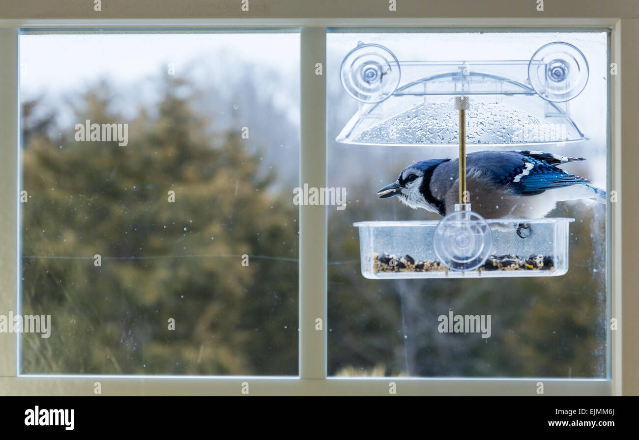 Large blue jay bird in window attached birdfeeder on a wet cold day in winter Stock Photo