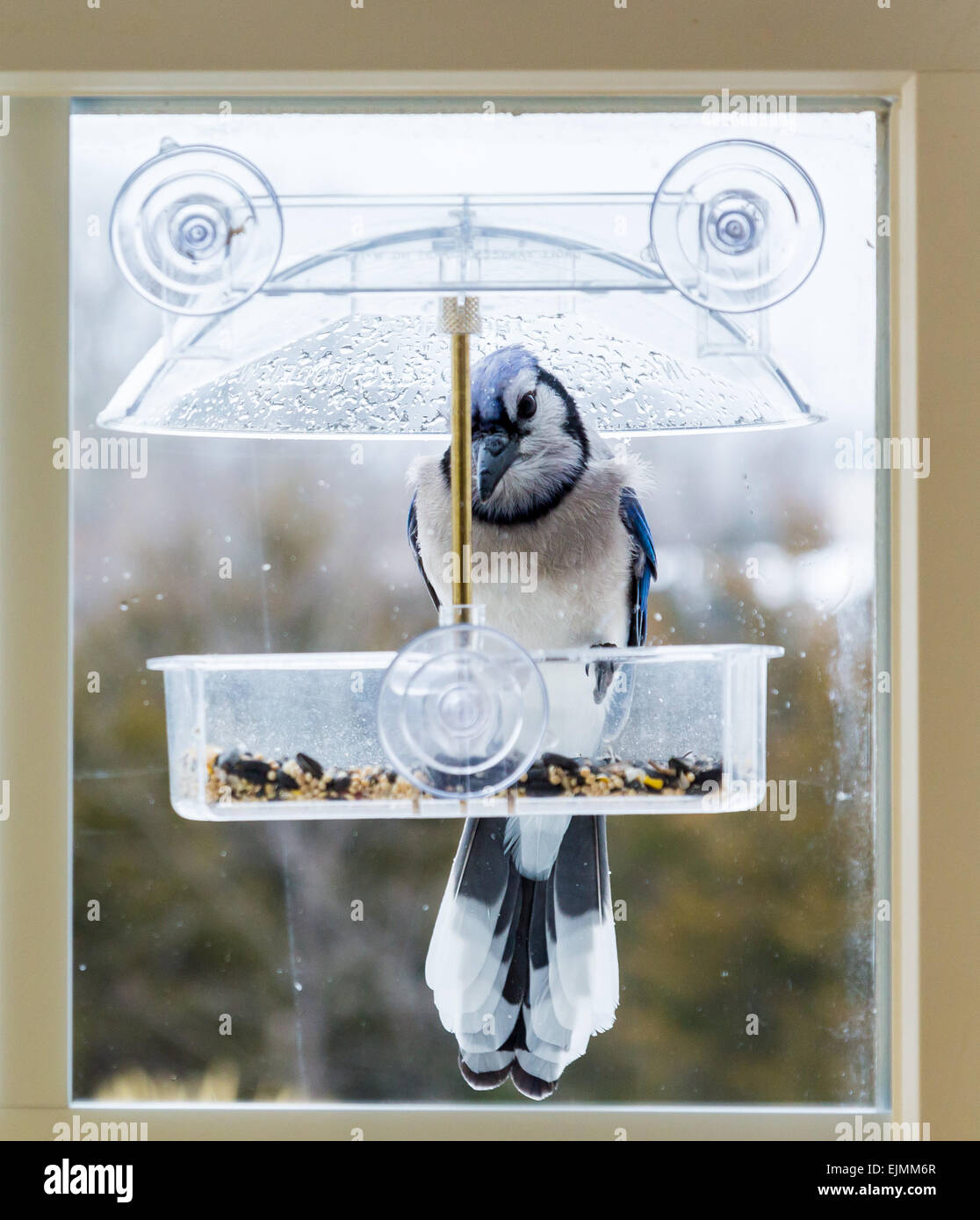 Large blue jay bird in window attached birdfeeder on a wet cold day in winter Stock Photo