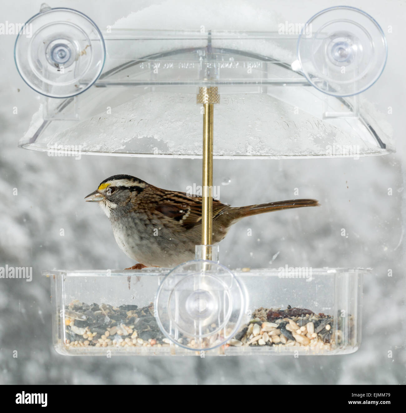 American Sparrow bird in window attached birdfeeder on a wet cold day in winter Stock Photo