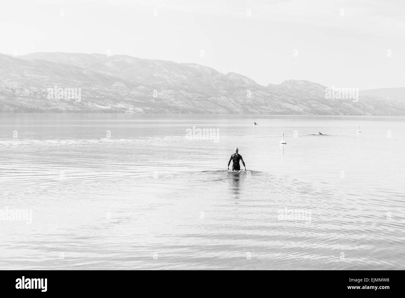 Morning swim; one swimmer in a wet suit heads out into the lake on a cool grey morning for his swim. Stock Photo