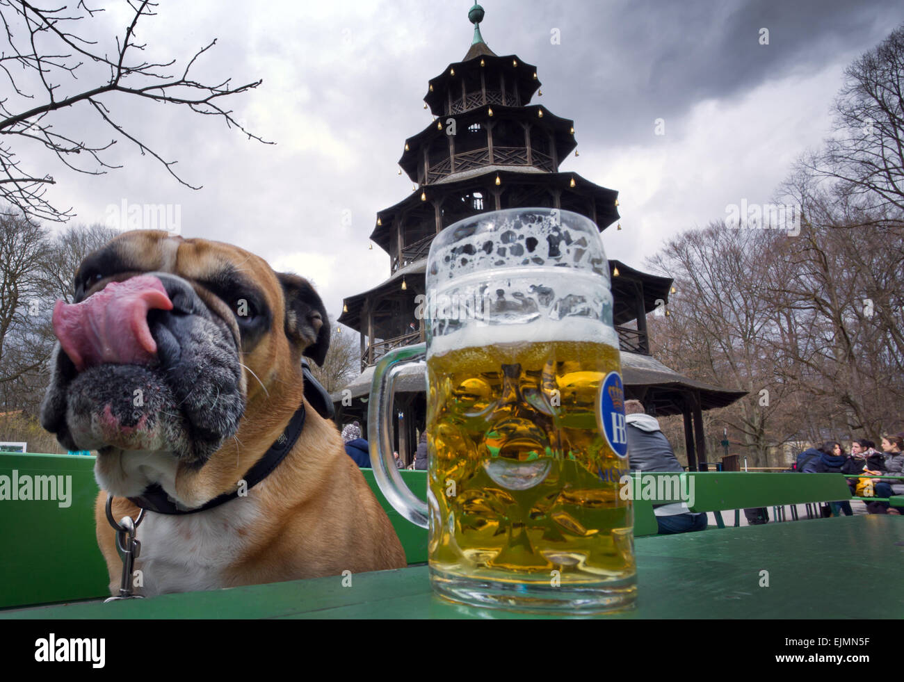 Munich, Germany. 29th Mar, 2015. 'Bully' the English bulldog sits next to a mug of beer and licks his nose in front of the Chinese Tower in the English Garden in Munich, Germany, 29 March 2015. Photo: PETER KNEFFEL/dpa/Alamy Live News Stock Photo