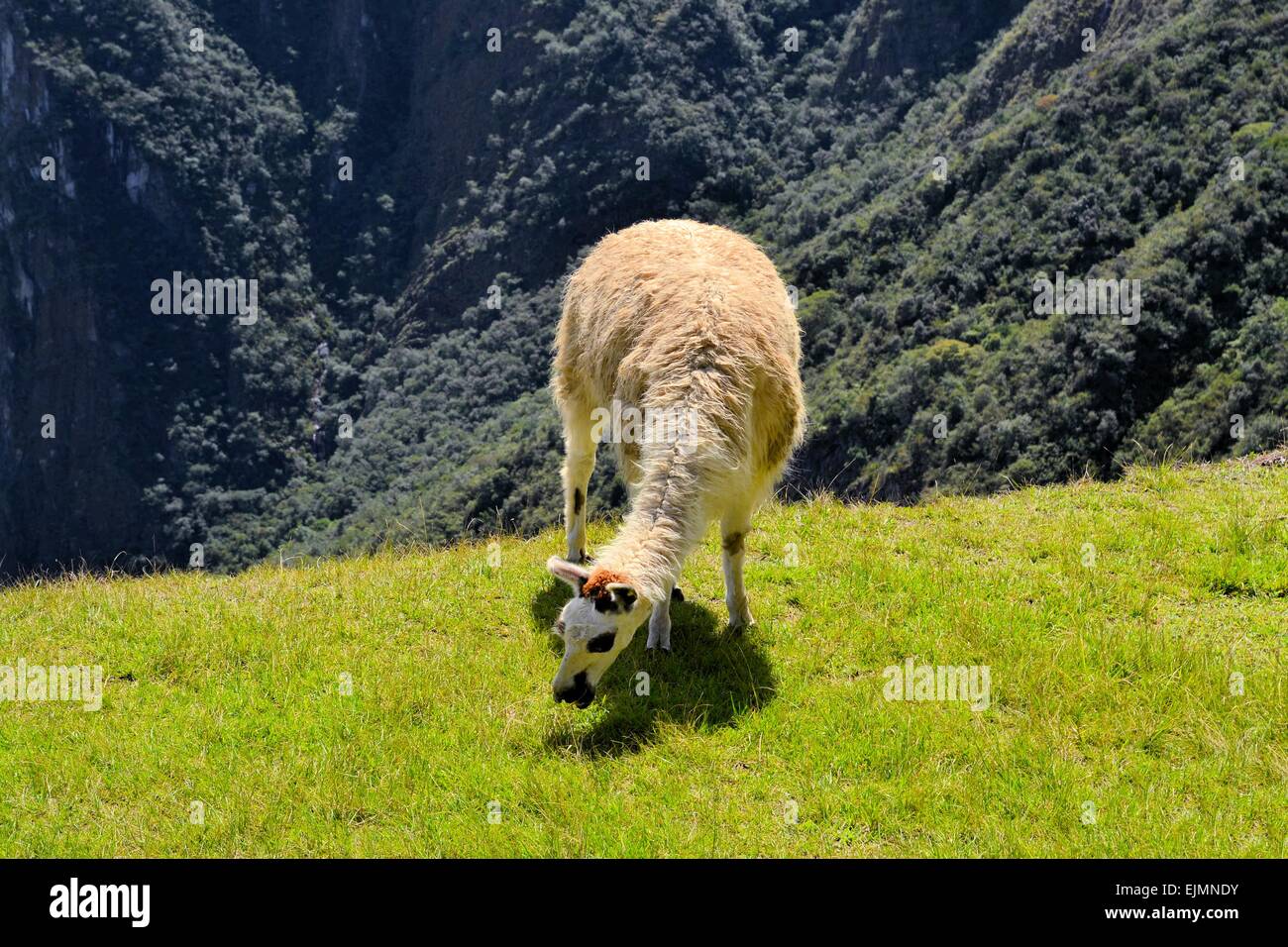 Llama in the Peruvian Andes mountains Stock Photo
