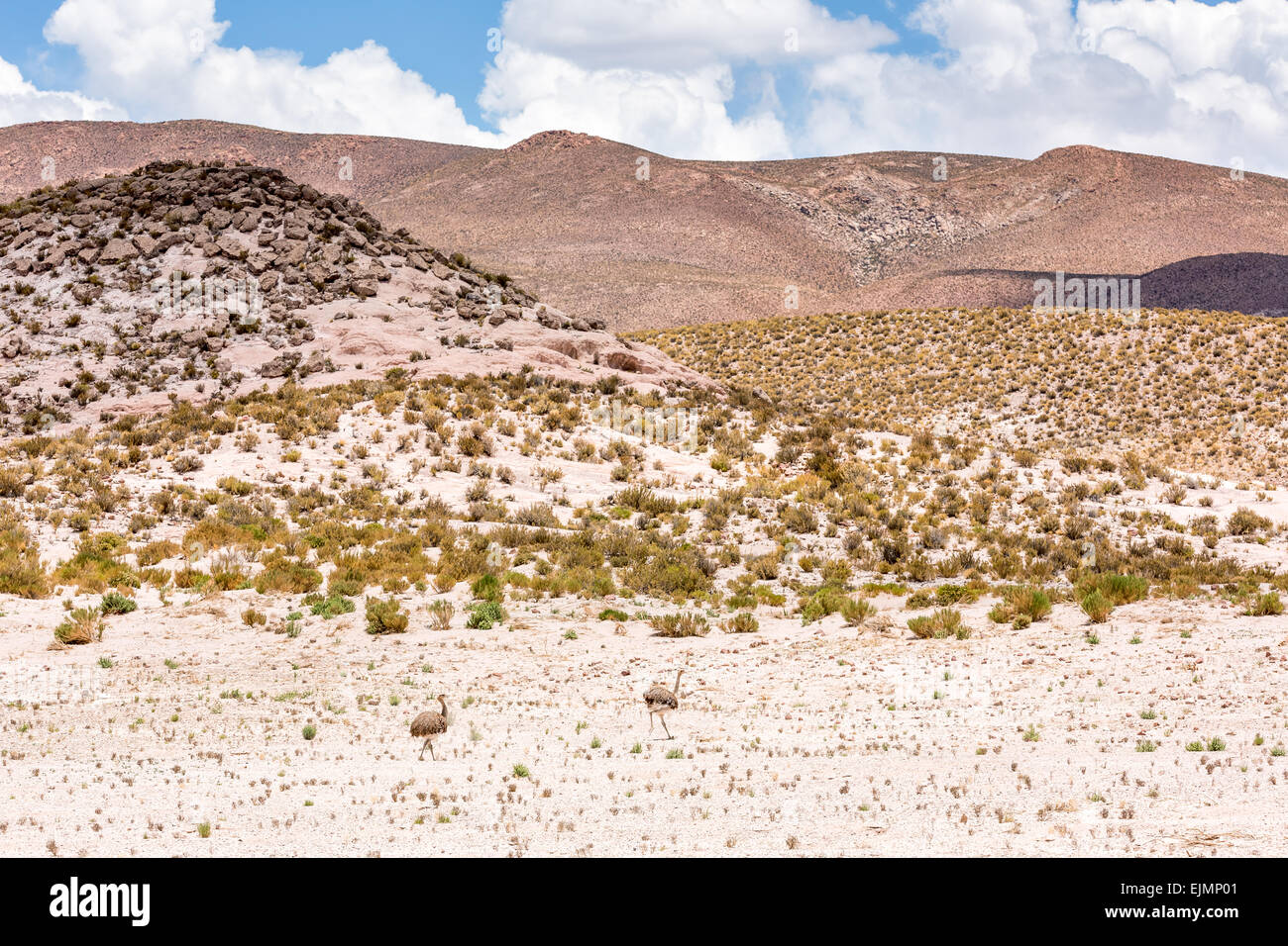 Nandu birds at Salar de Uyuni desert, Bolivia, Altiplano, South America Stock Photo