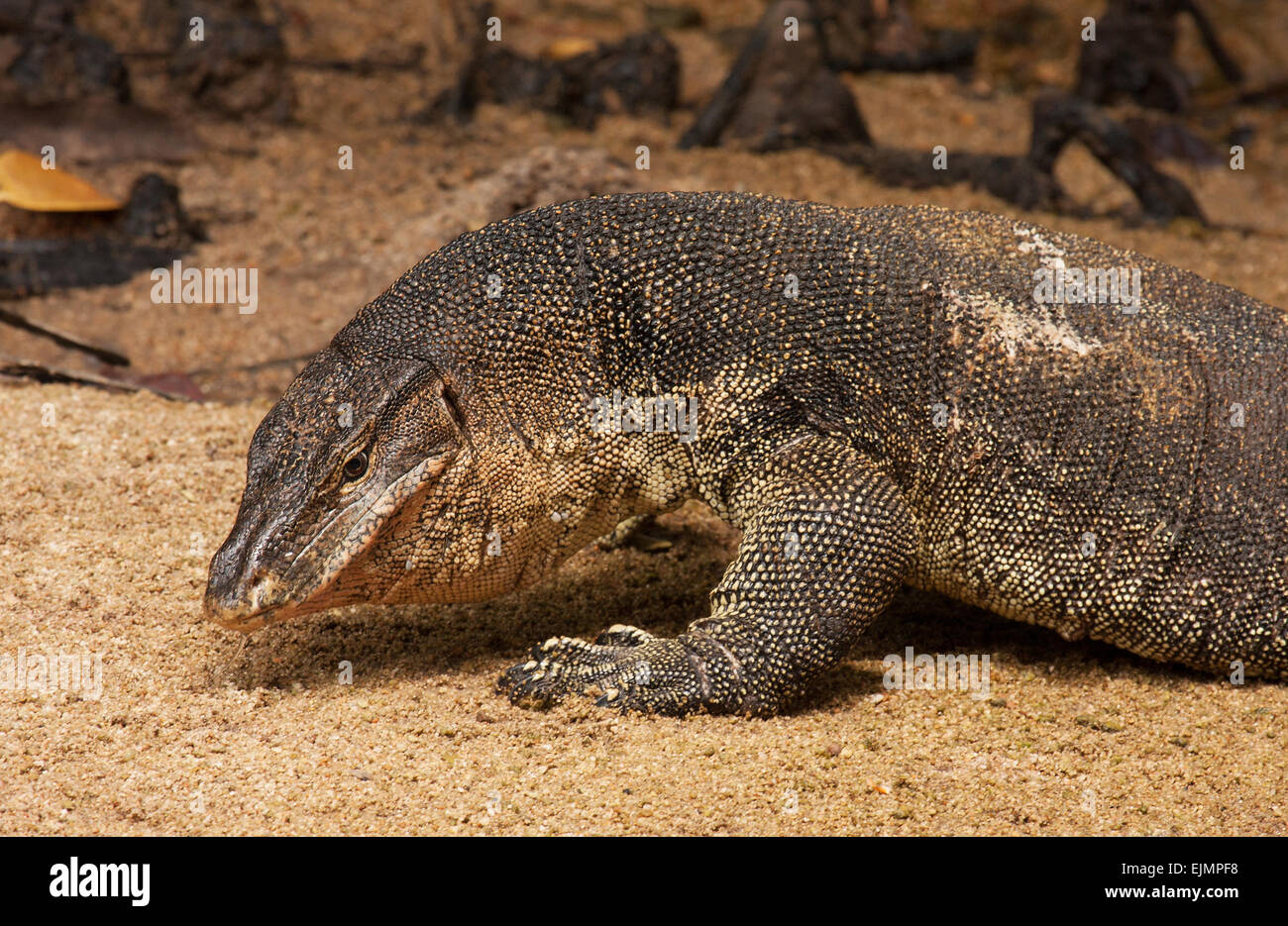 Malaysia.Tioman island , summer.Huge, monitor lizard on the beach near