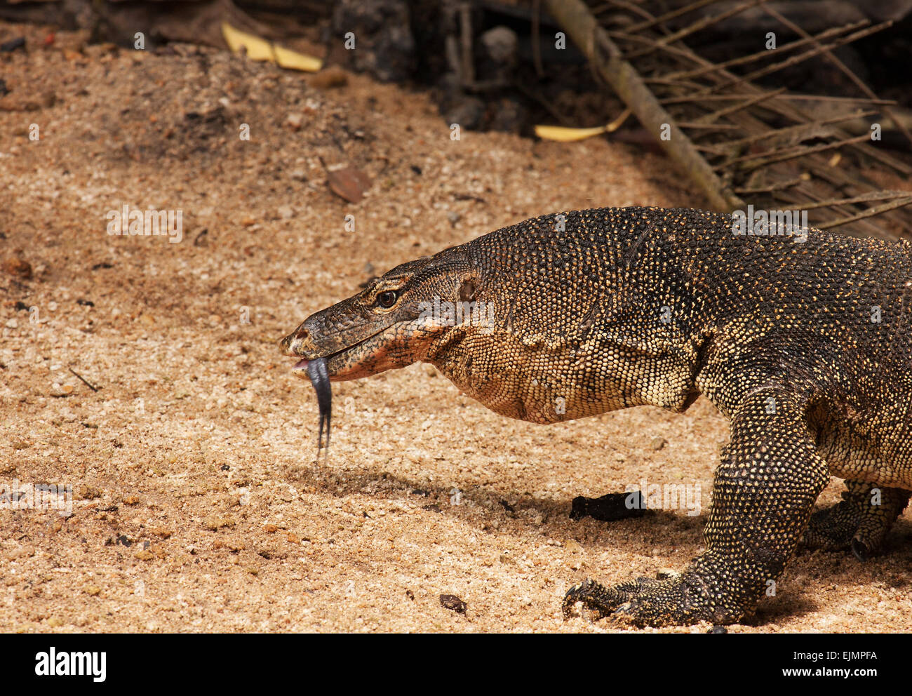 Malaysia.Tioman island,summer.Huge monitor lizard examining the