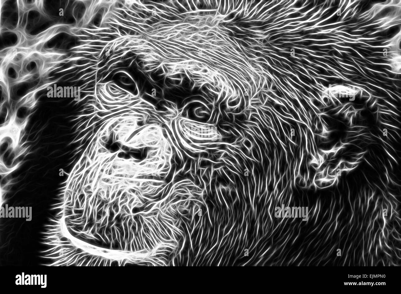 Common chimpanzees Latin Pan troglodytes - species of primates from the family of hominids Hominidae.Chimpanzee - a male, Stock Photo
