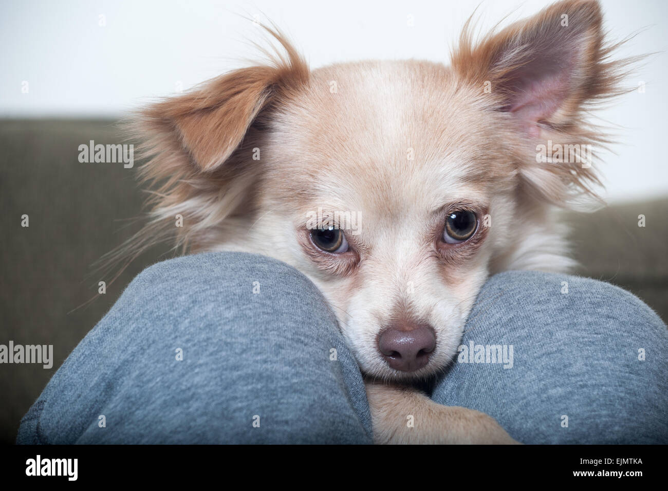 Papillon chihuahua hi-res stock photography and images - Alamy