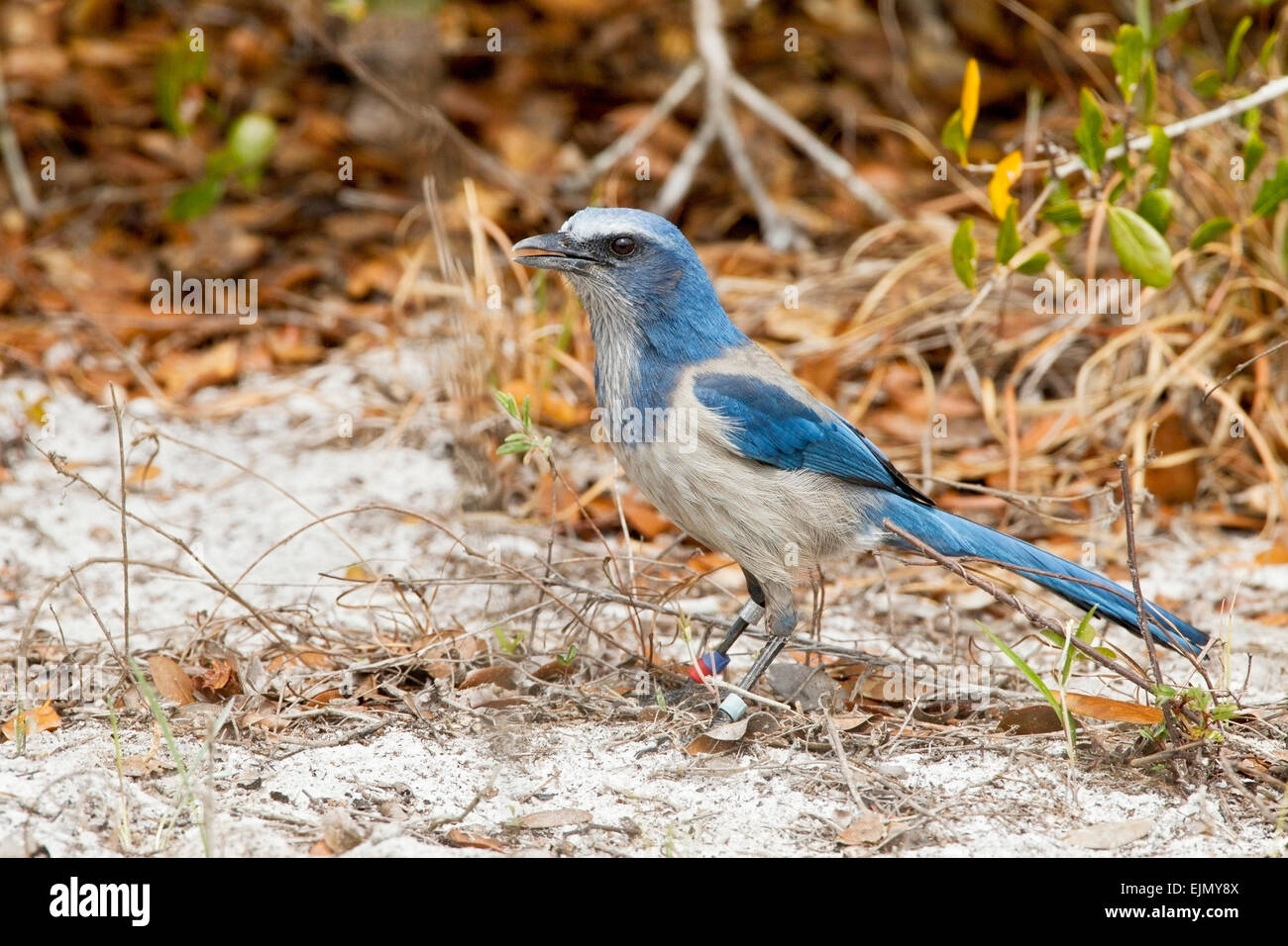 Florida Scrub Jay coerulescens) adult wearing scientific