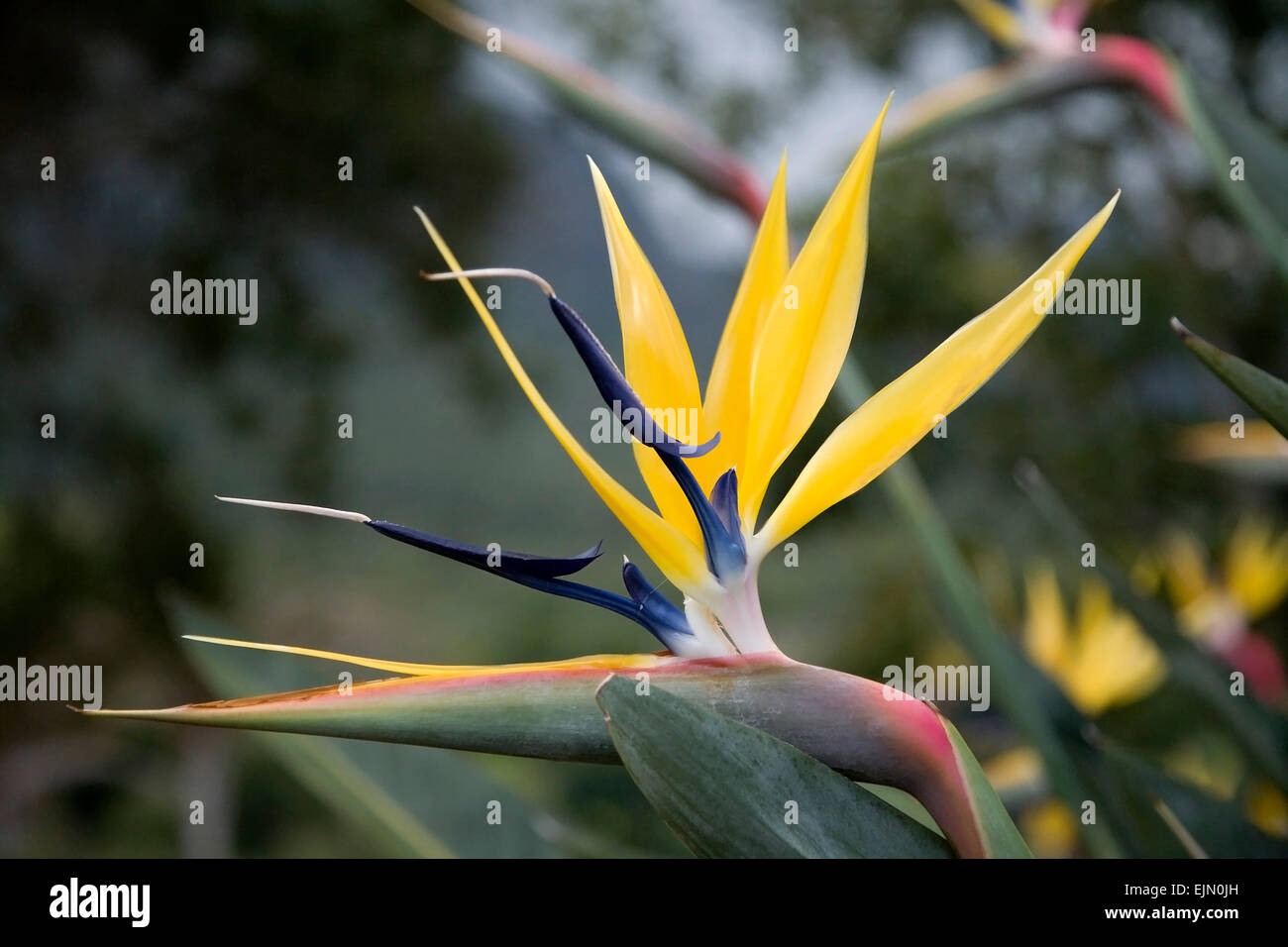Shrubs - Mandela`s Gold Strelitzia reginae Seeds - 5 Pack - Rare South African Indigenous Shrub - Global Ship was sold for 125.00 on 26 Mar at 04:46 by Seeds and All in Port Elizabeth (ID:581184022