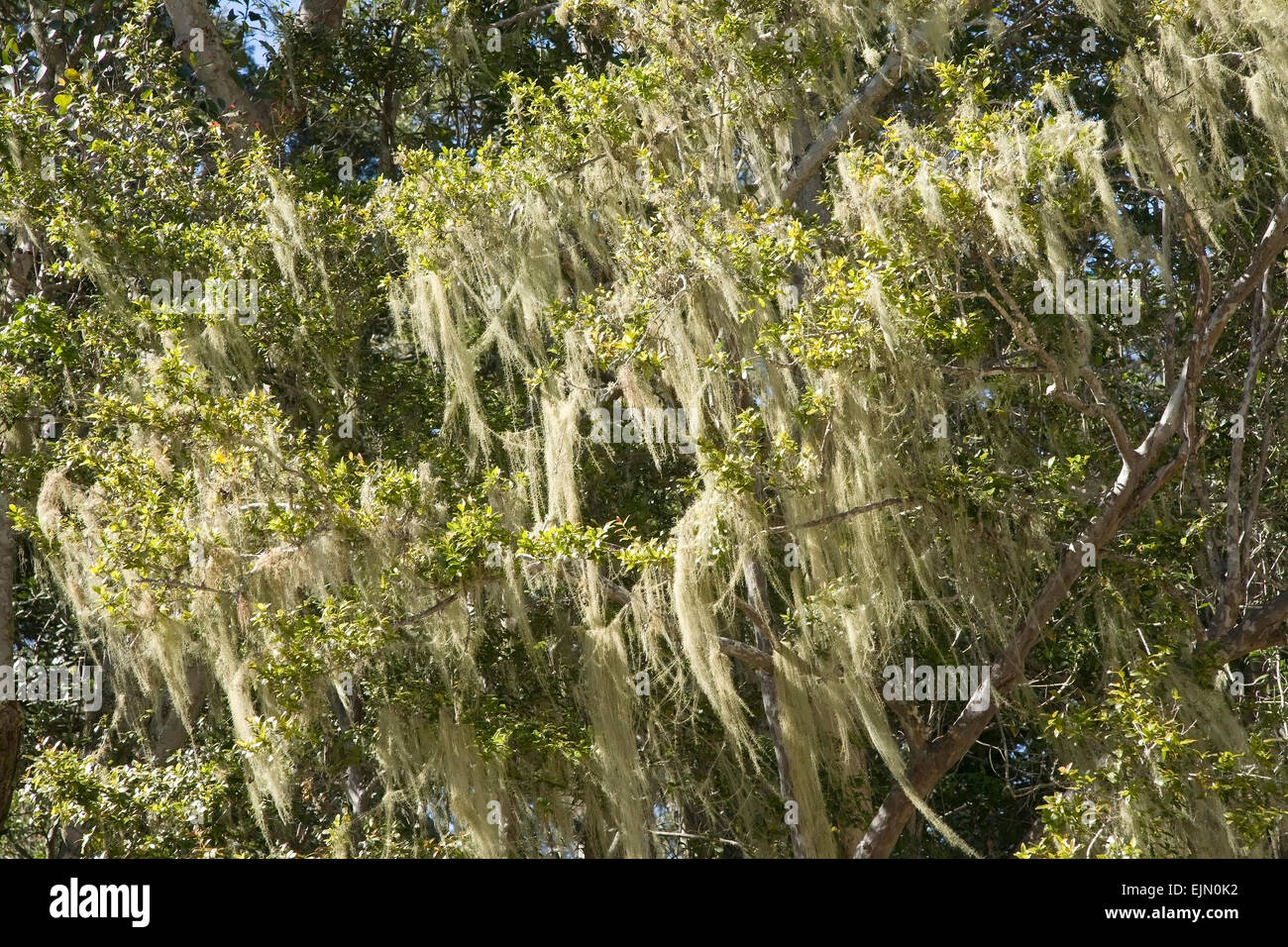 Tree's dandruff (Usnea) on a tree, Tsitsikamma National Park, South Africa Stock Photo