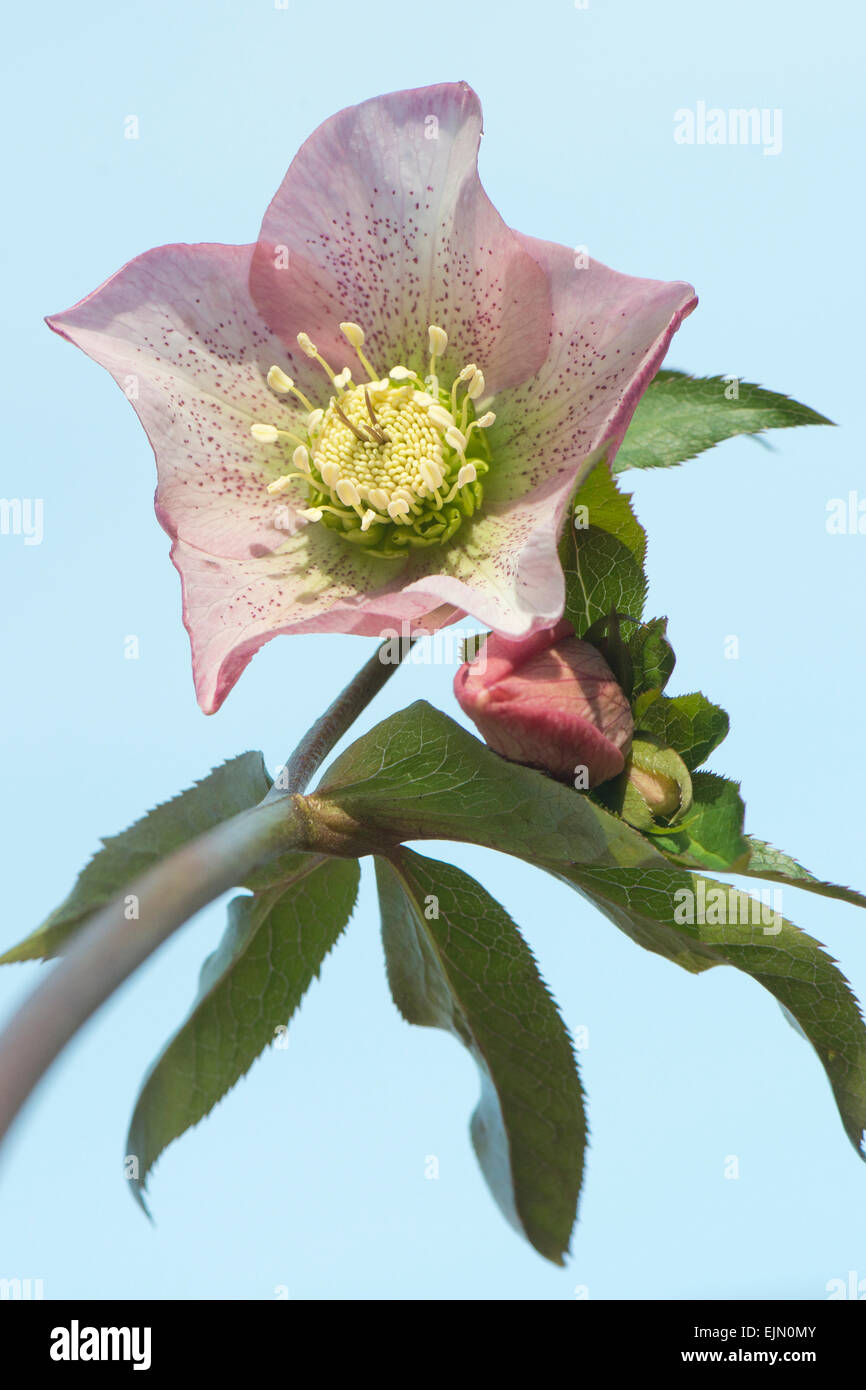 Hellebore (Helleborus orientalis hybrid), Emsland, Lower Saxony, Germany Stock Photo