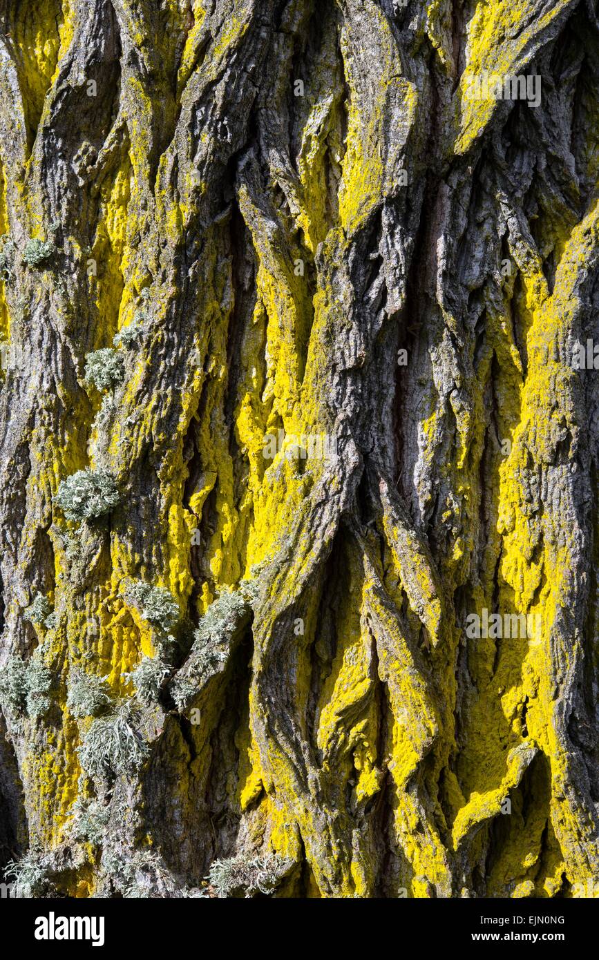Bark of an elm (Ulmus), covered with lichen, Germany Stock Photo