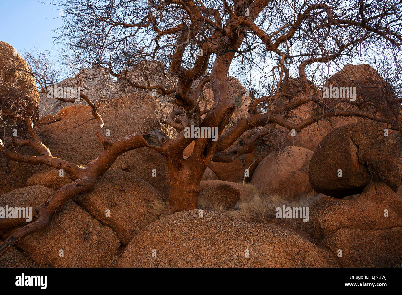 Blue-leaved corkwood (Commiphora glaucescens), Spitzkoppe, Damaraland, Namibia Stock Photo