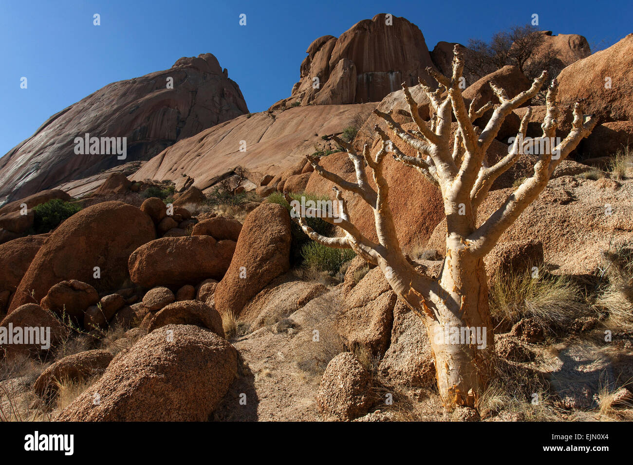 Butter tree (Cyphostemma curroii), Spitzkoppe, Damaraland, Namibia Stock Photo