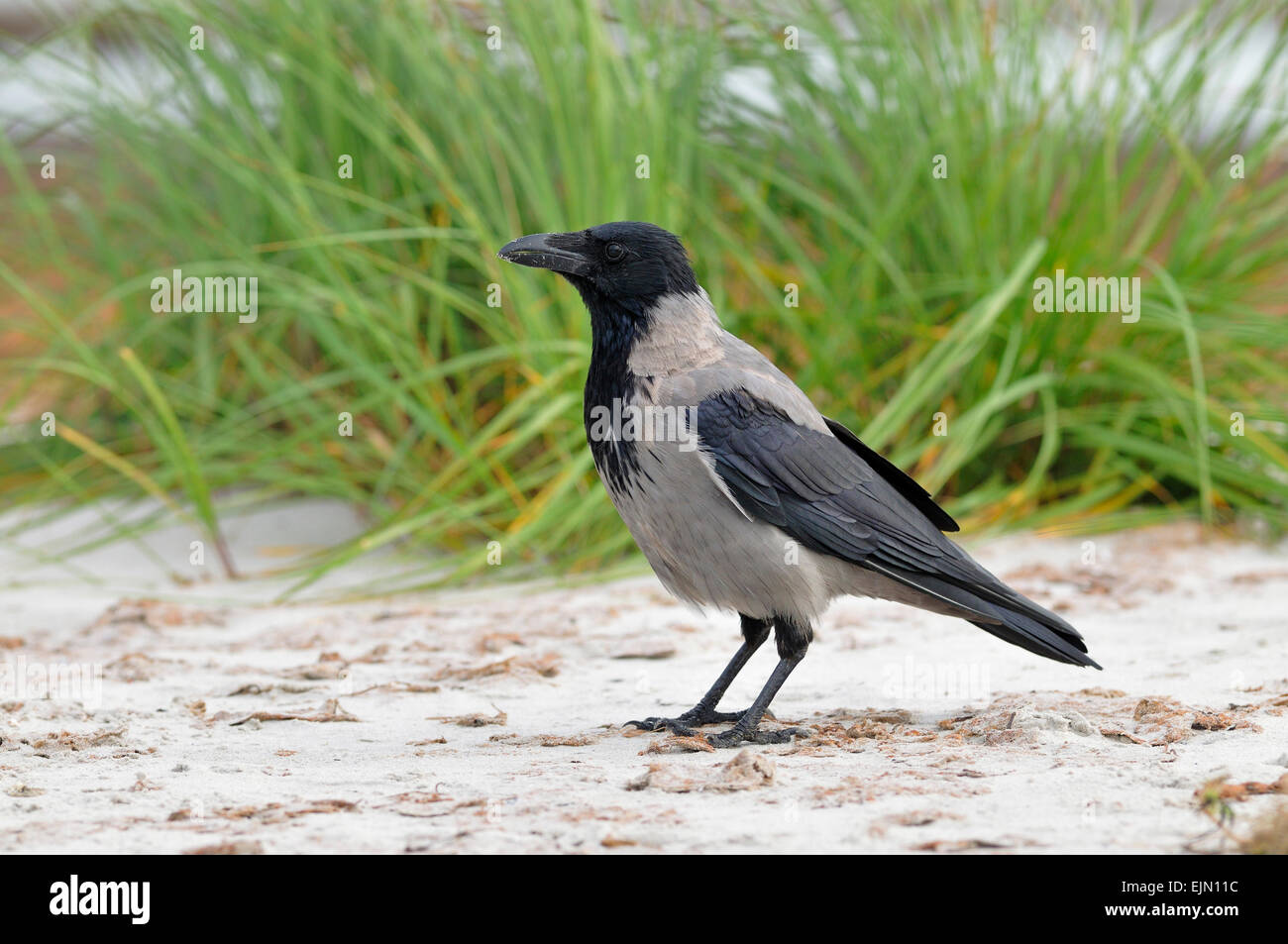 Hooded Crow (Corvus cornix) on the beach, Mecklenburg-Western Pomerania, Germany Stock Photo