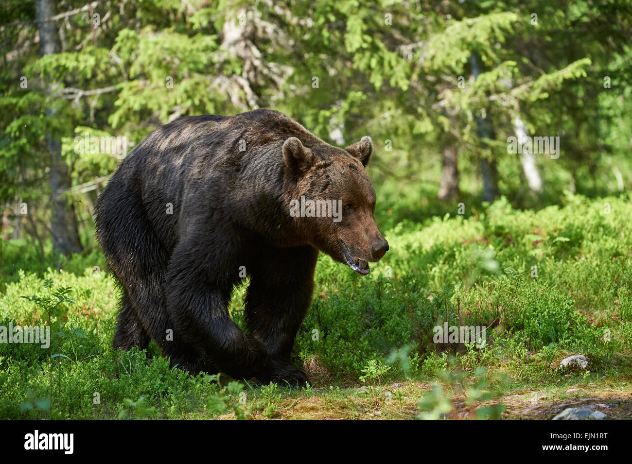 A big brown bear walking in the Finnish forest Stock Photo