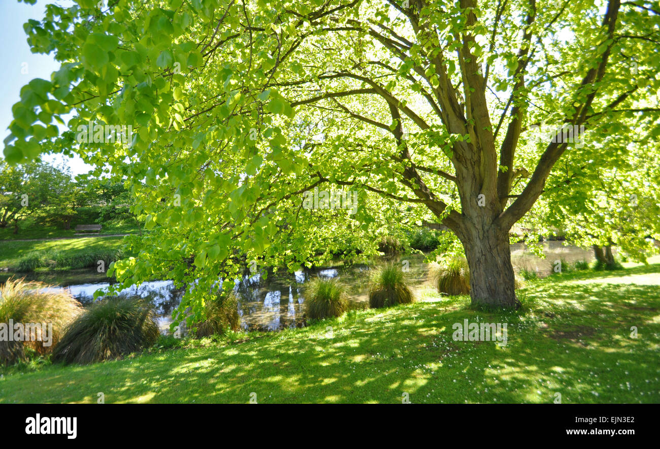 The English style, Christchurch Botanical Gardens, New Zealand, is the home of this beautiful tree. Stock Photo