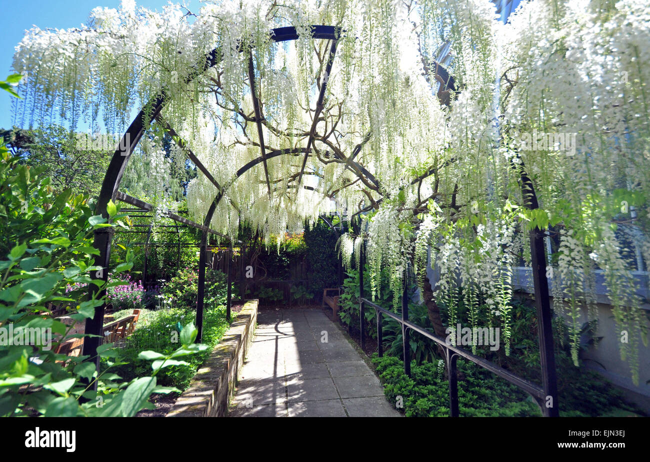 The English style Christchurch Botanical Gardens, New Zealand, is the home of this beautiful Wisteria Arch. Stock Photo