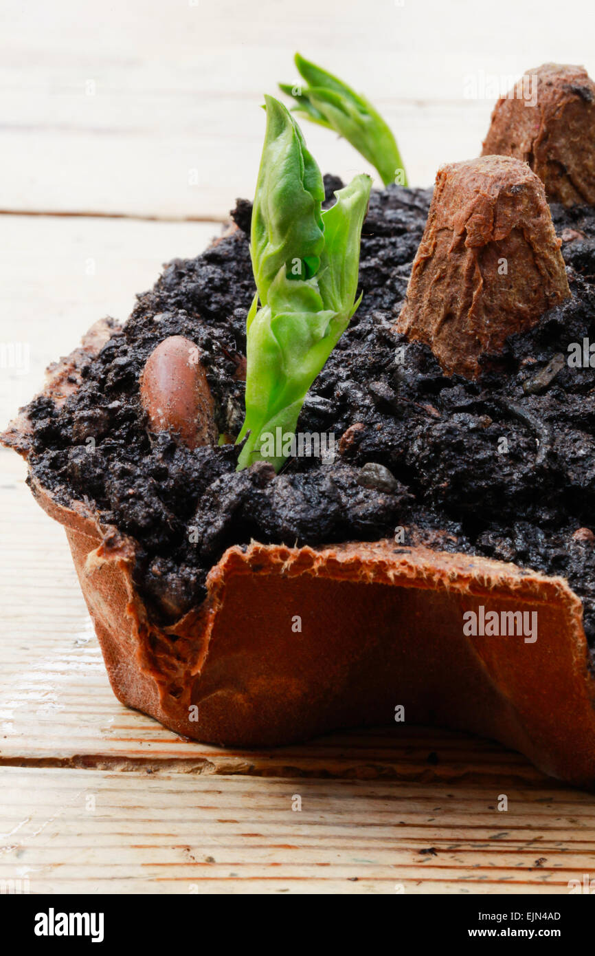 Broad beans germinating indoors in an upcycled egg box. Stock Photo