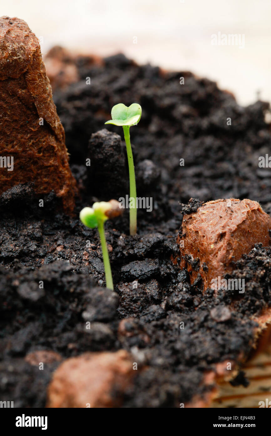Brokali Apollo F1 seedlings germinating indoors in an upcycled egg box. Stock Photo
