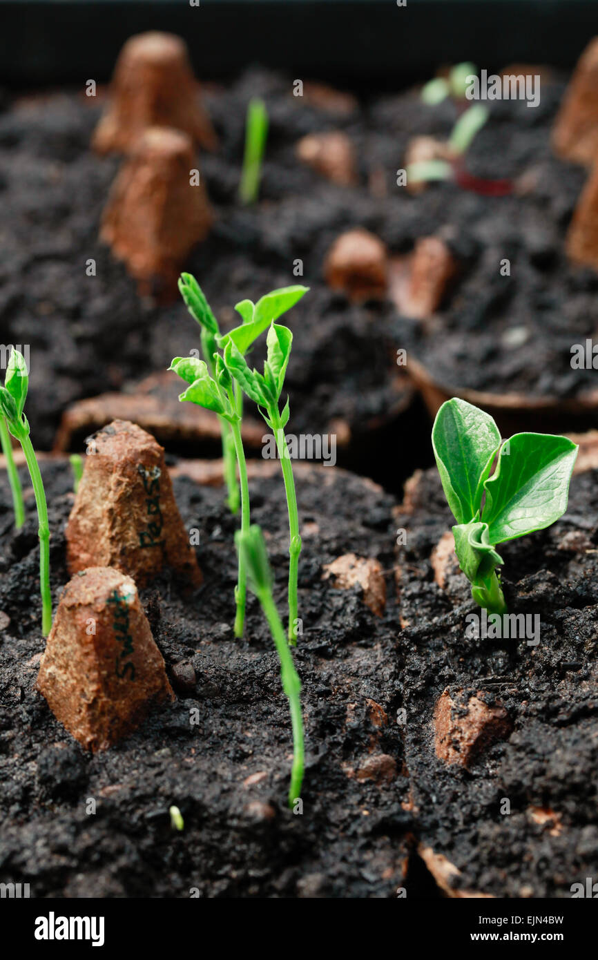 Mixed sweet pea and broad bean seedlings germinating indoors in an