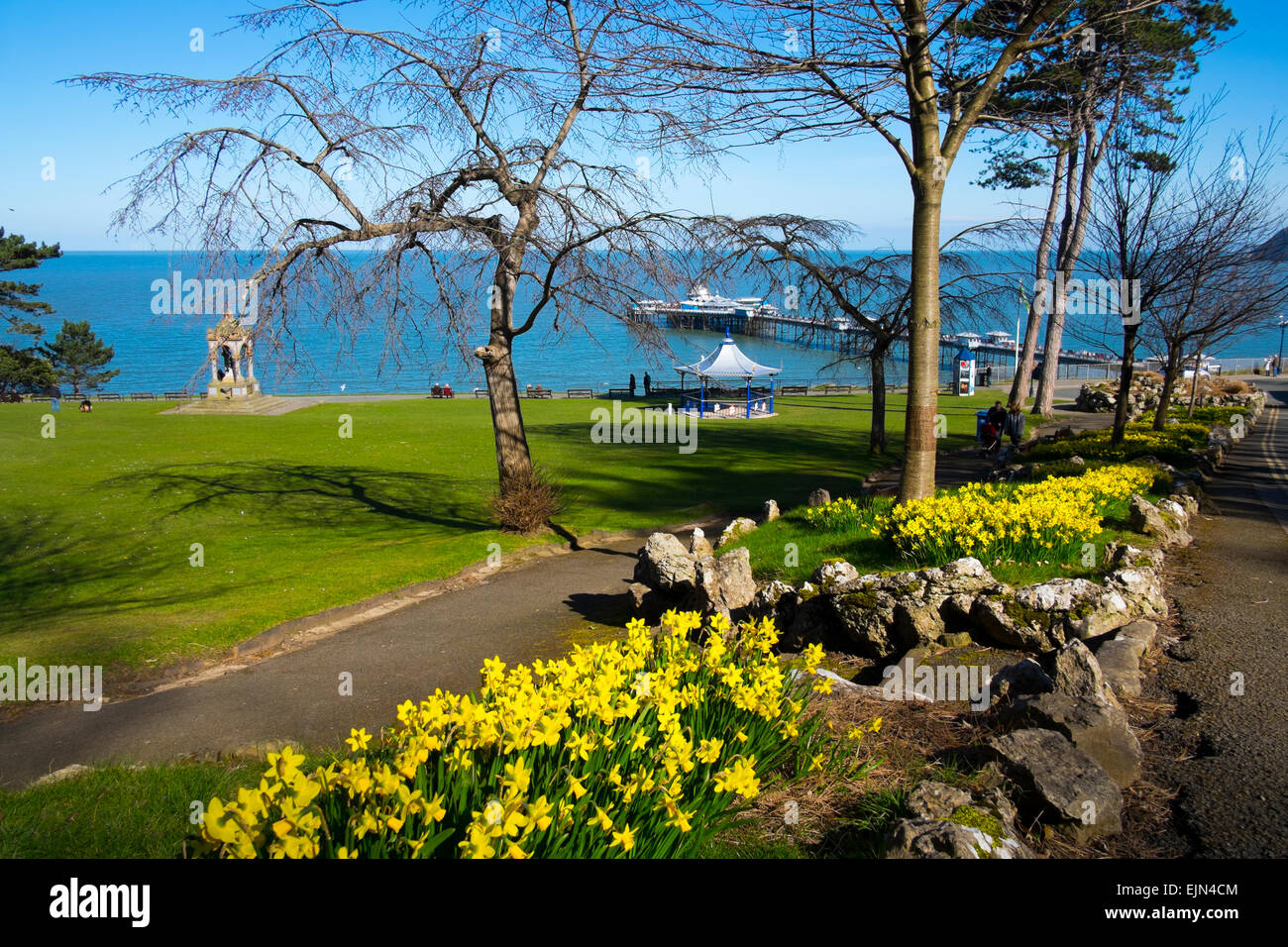 Daffodils blooming in Happy Valley Park, with Llandudno pier, Wales, UK Stock Photo