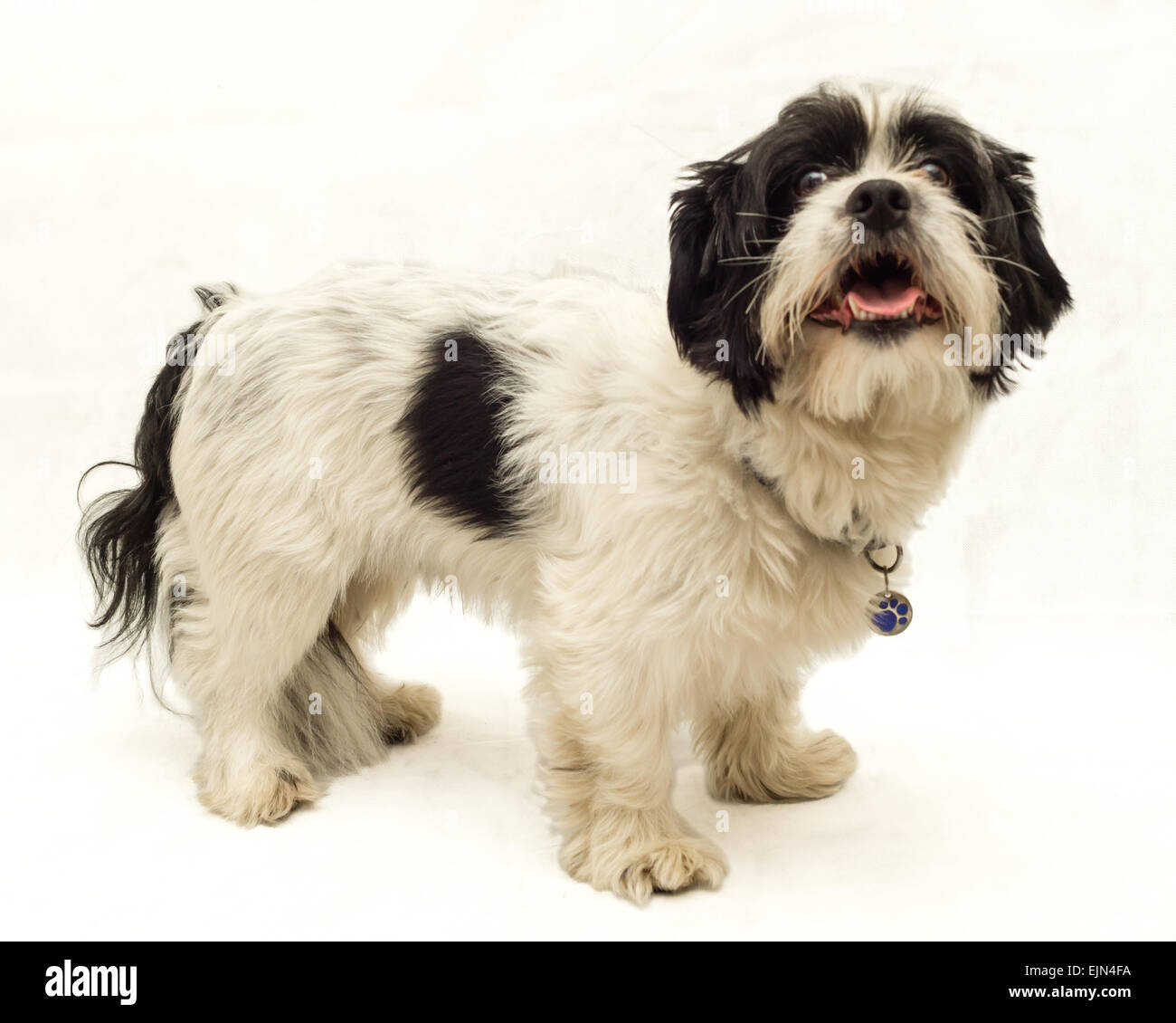 white-and-black-dog-breeds