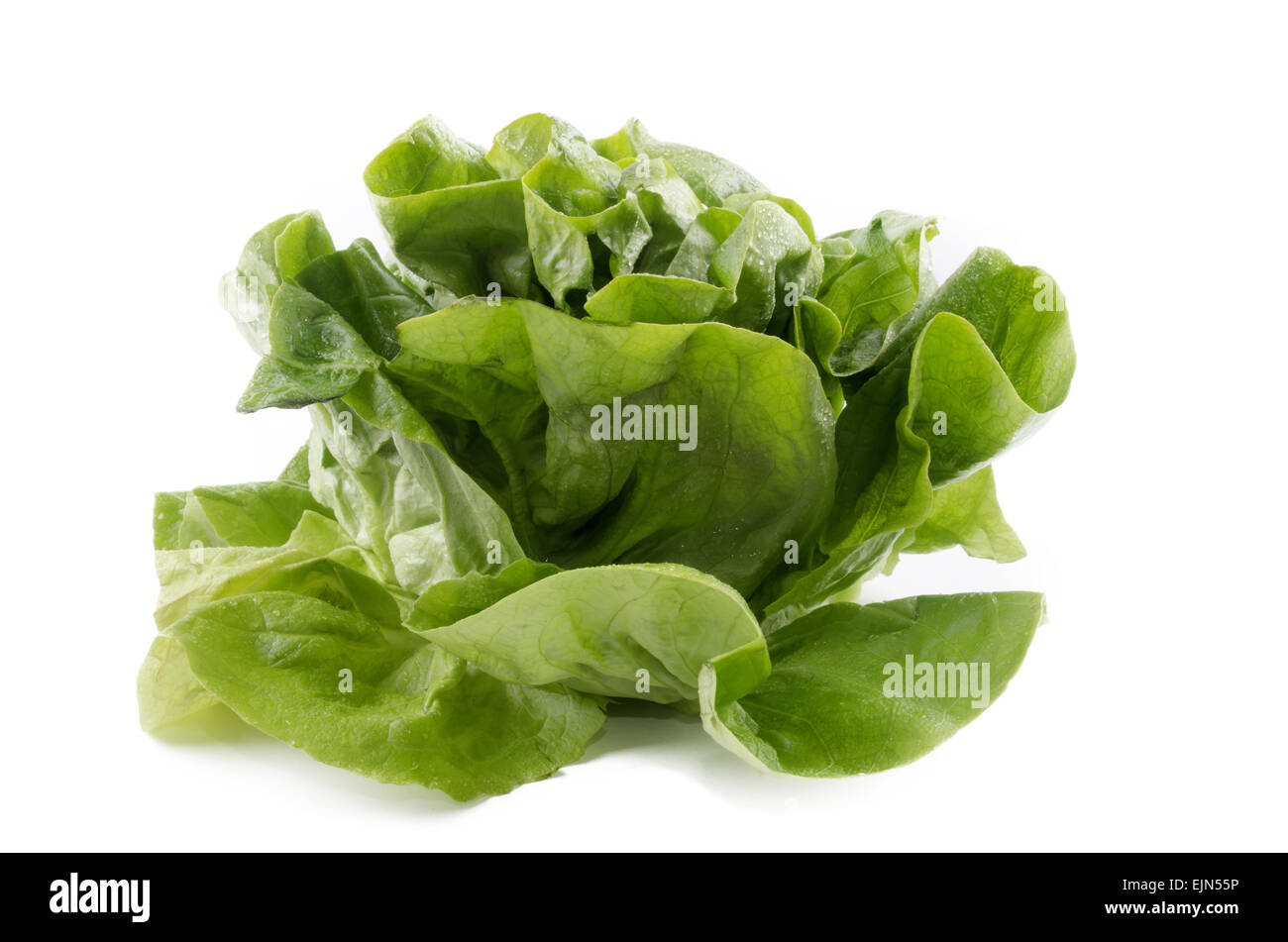 fresh and wet round lettuce on isolated white background Stock Photo