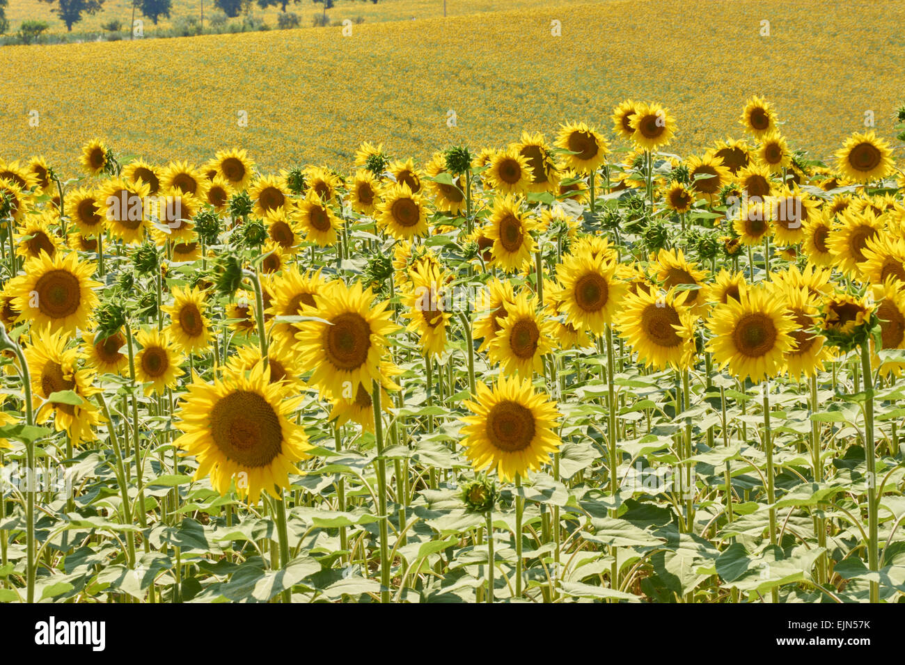 Landscape Agriculture Sunflower Views of fields of sunflowers, some ...