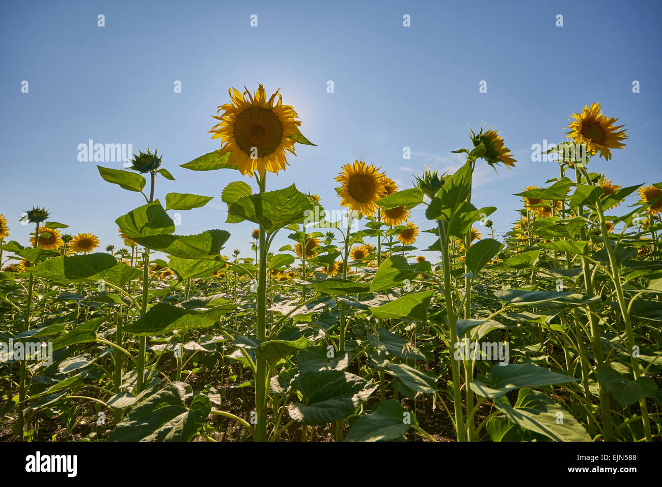 Landscape Agriculture Sunflower Views of fields of sunflowers, some ...