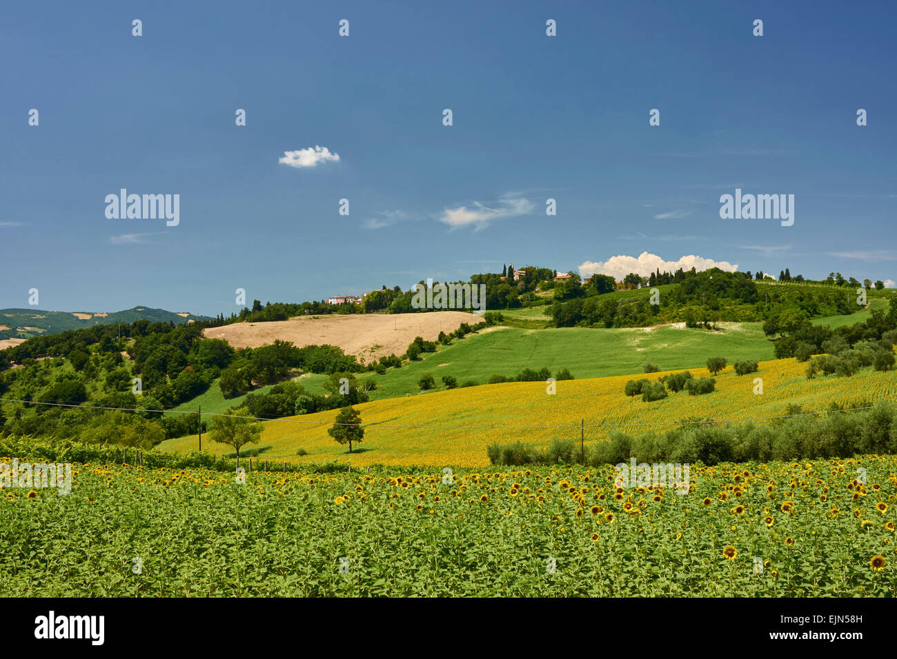 Landscape Agriculture Sunflower Views of fields of sunflowers, some close ups of flowers Stock Photo