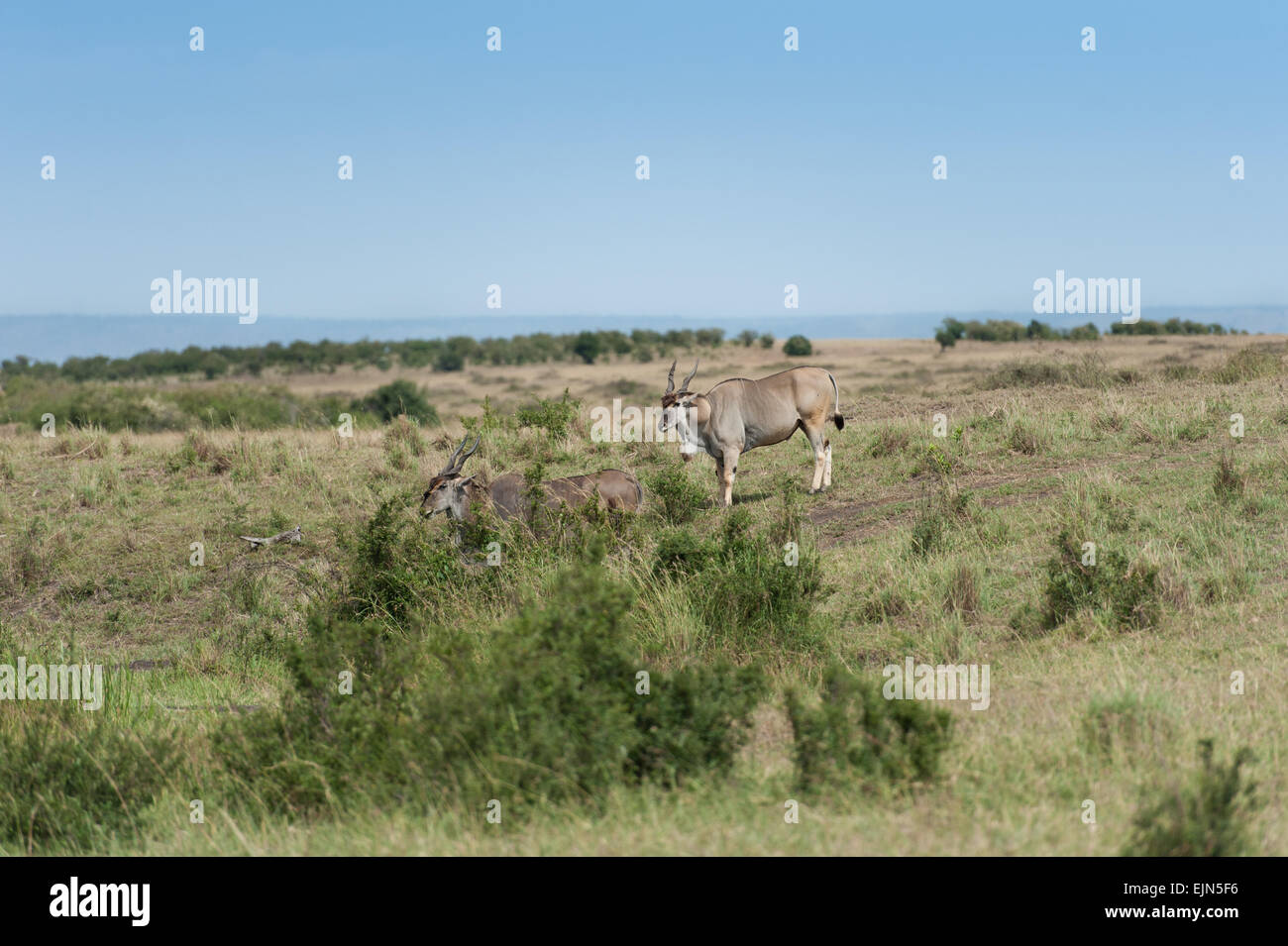 antelope in the Masai Mara Stock Photo