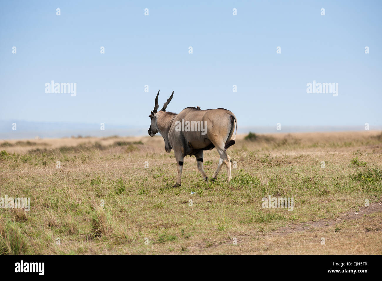 antelope in the Masai Mara Stock Photo