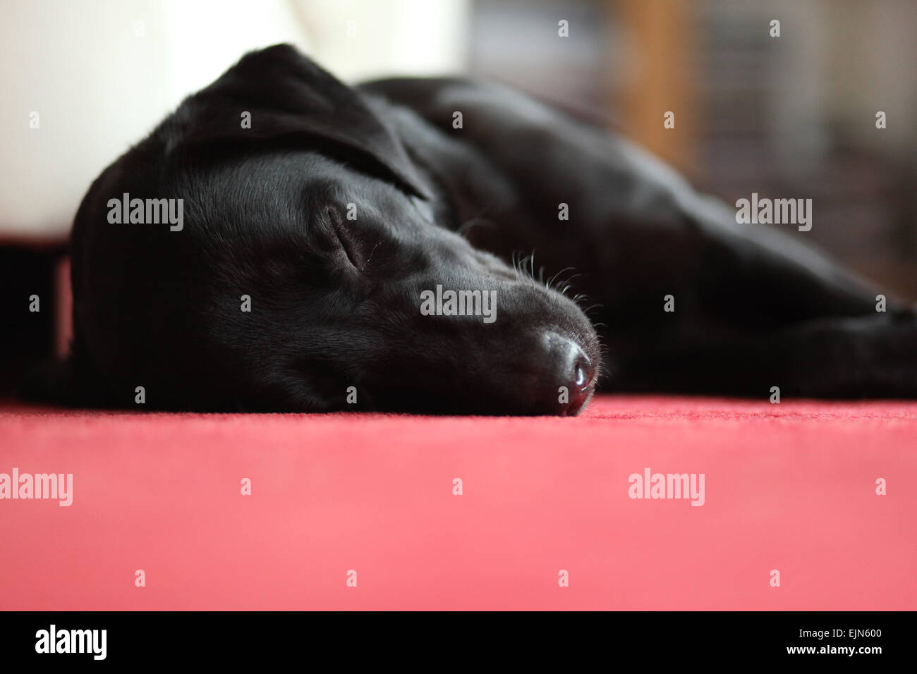 How Much Sleep Does A 18 Month Old Dog Need