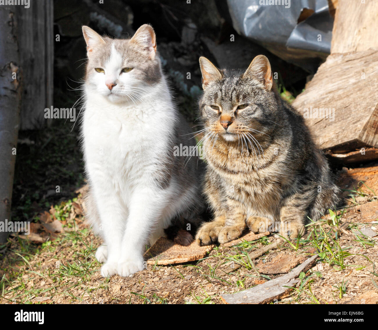 Domestic cats posing Stock Photo