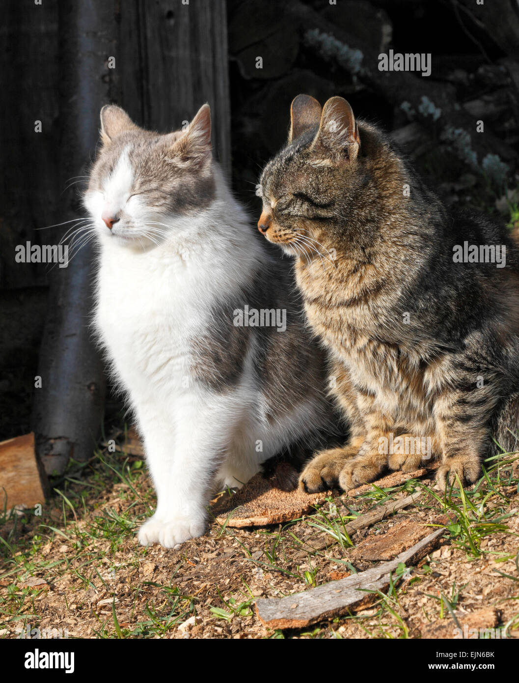 Domestic cats posing on the spring sun Stock Photo