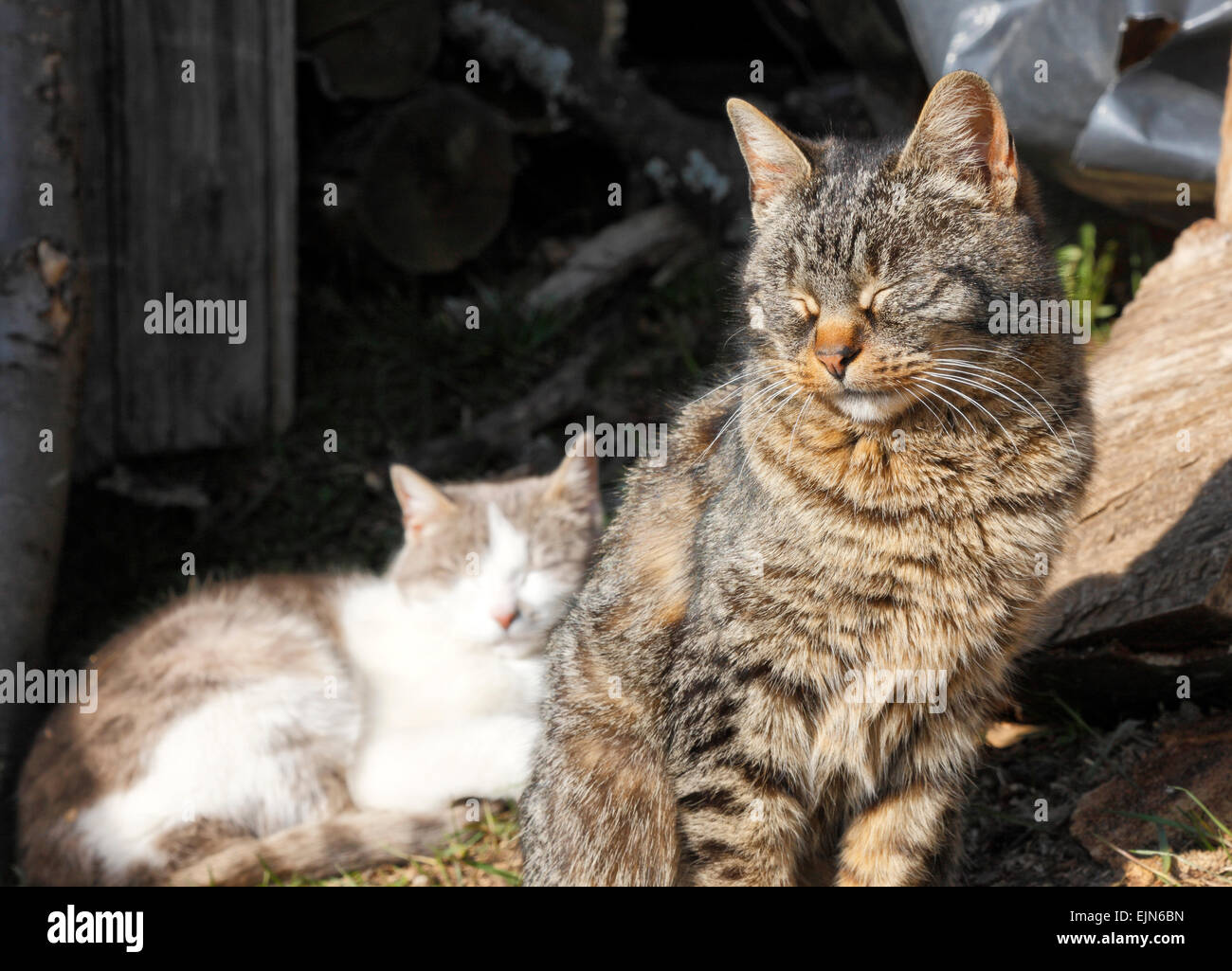 Domestic Cats Posing On The Spring Sun Stock Photo Alamy