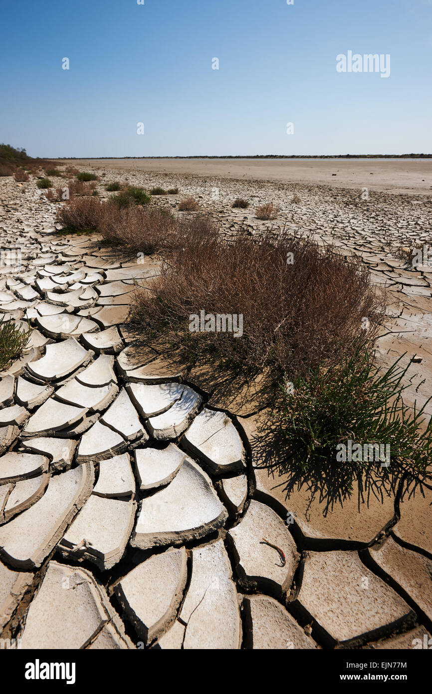 Desert landscape with dry bushes vertically Stock Photo Alamy