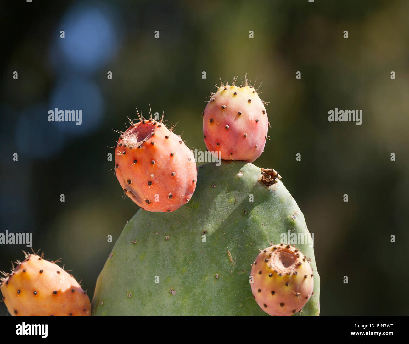 Prickly pear opuntia cactus with ripe fruit, Santorini, Greece. Stock Photo