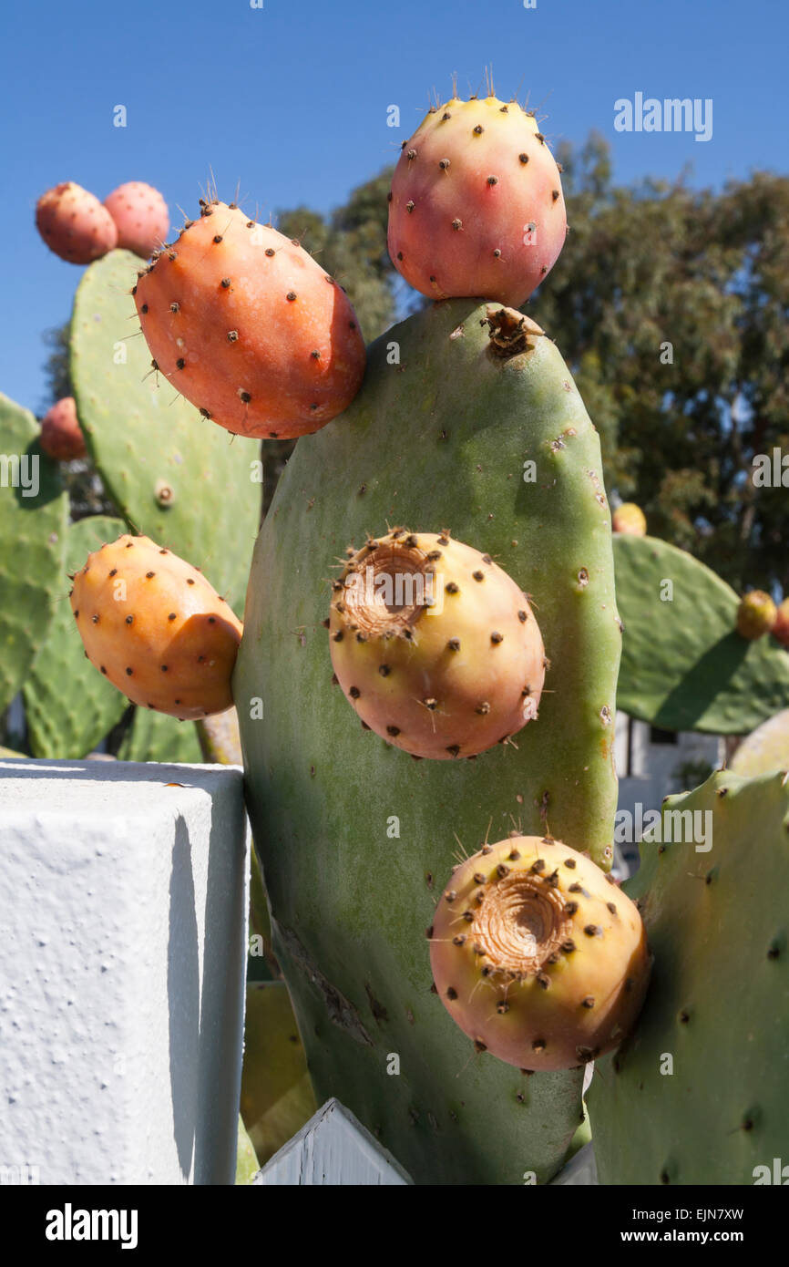 Prickly pear opuntia cactus with ripe fruit, Santorini, Greece Stock